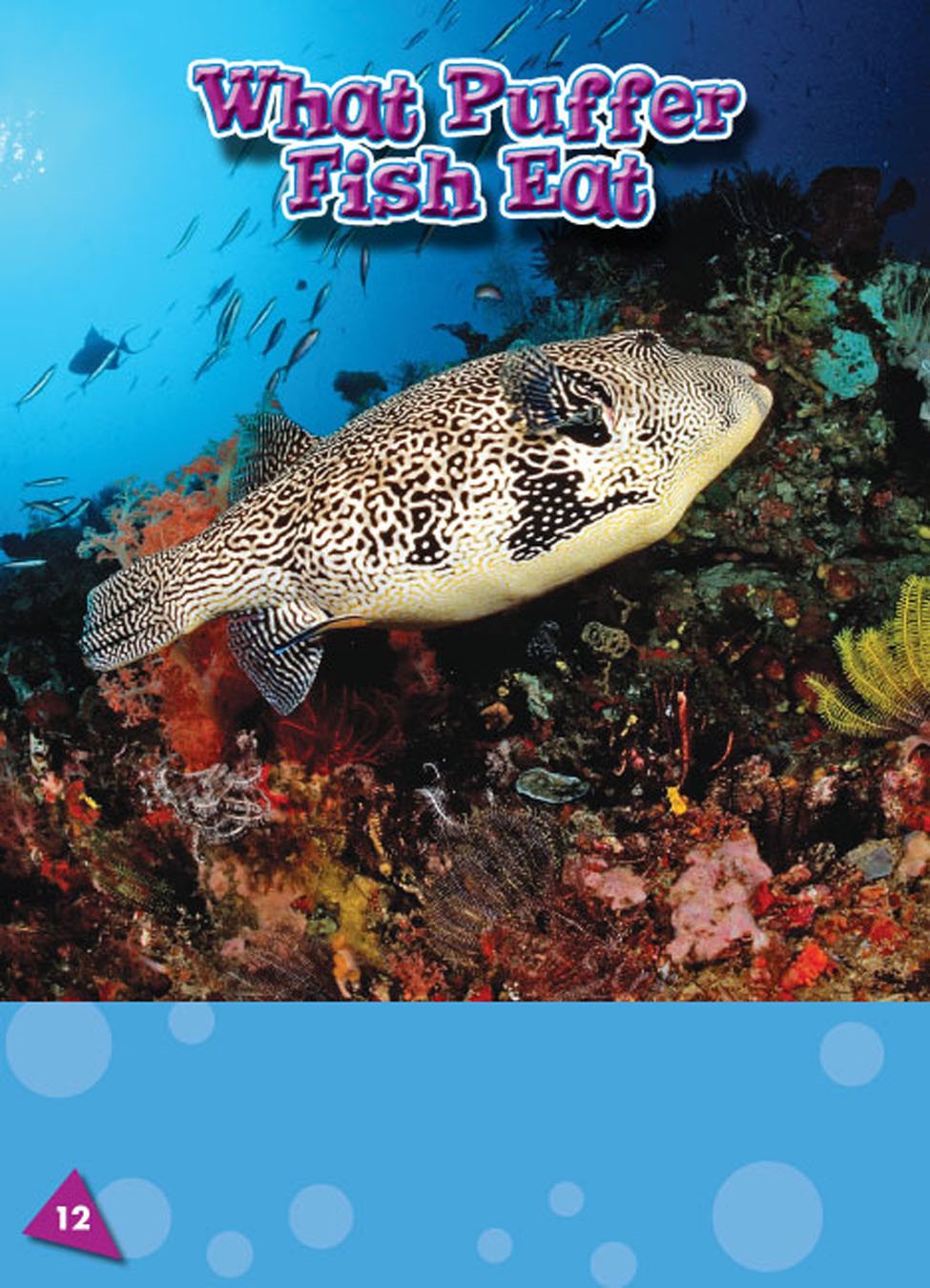 Puffer fish eat clams corals sponges and other animals Puffer fish - photo 15