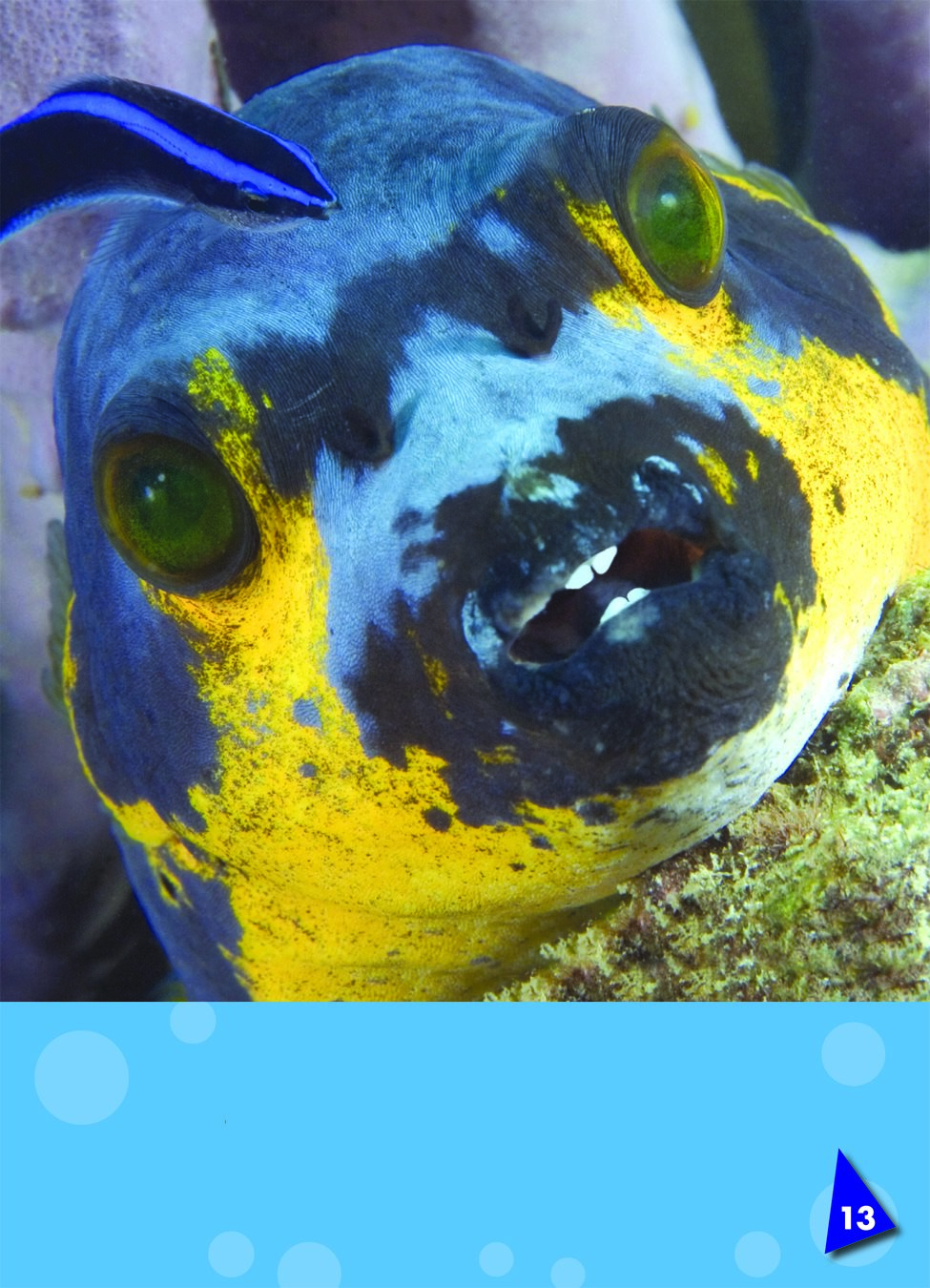 Puffer fish have four teeth They use their teeth to crush their food - photo 16