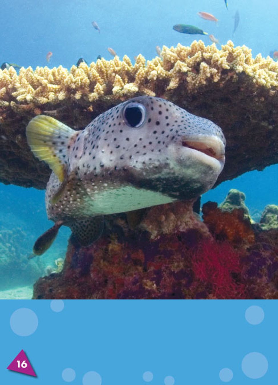 A puffer fish can also scare predators It opens its mouth wide and gulps - photo 21