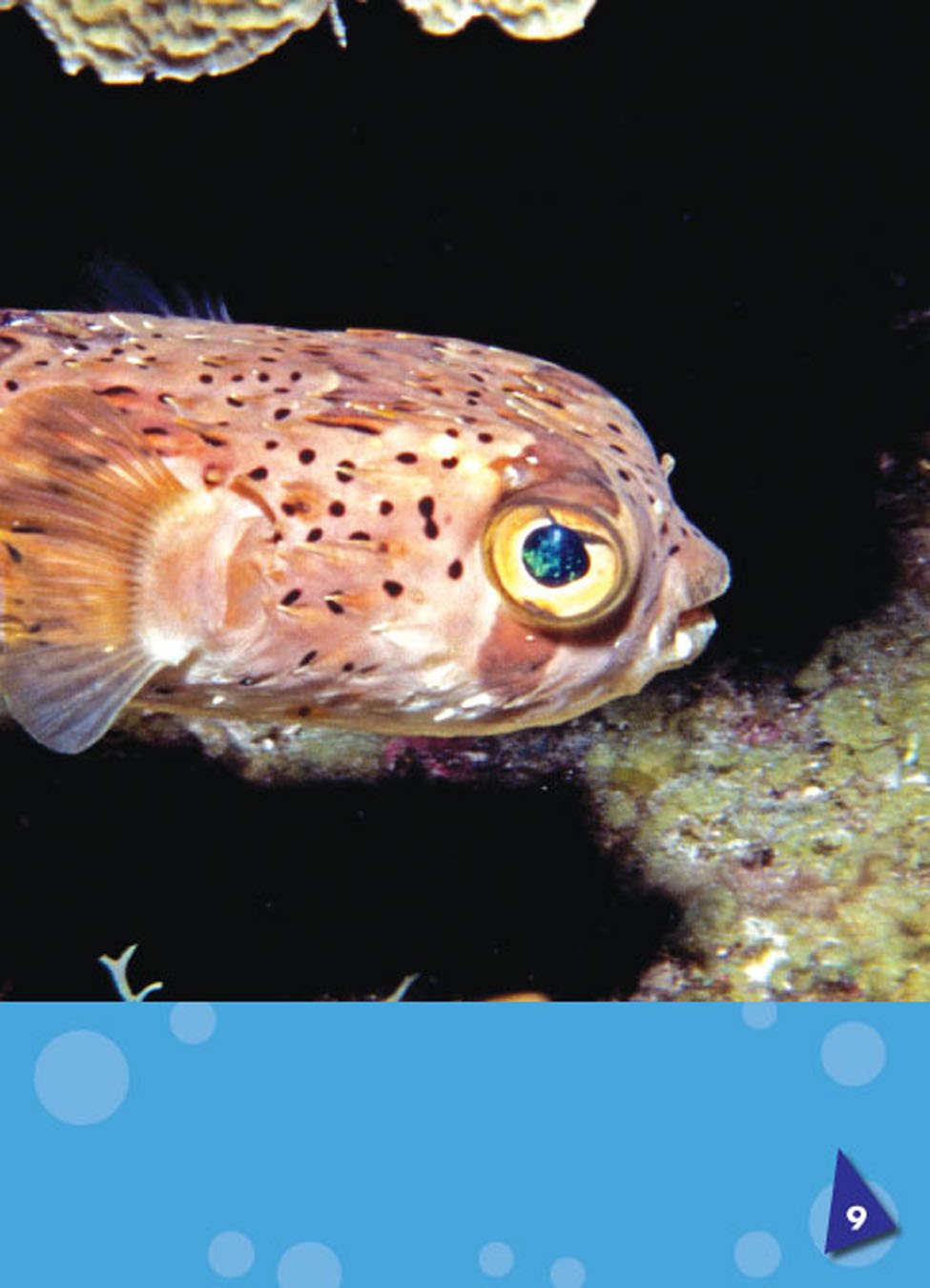 Puffer fish have thick rough skin They do not have scales small hard - photo 9