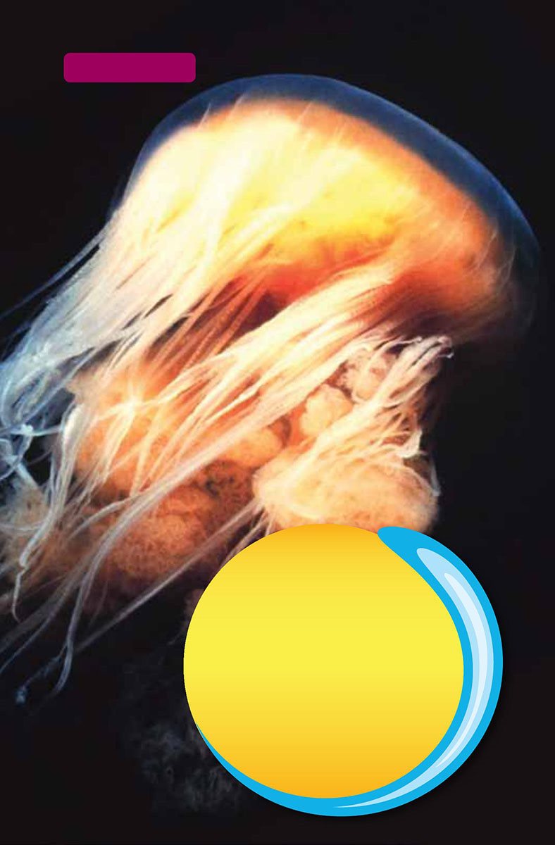 lion mane jellyfish Life in the Dark The deep sea is one of the most - photo 9