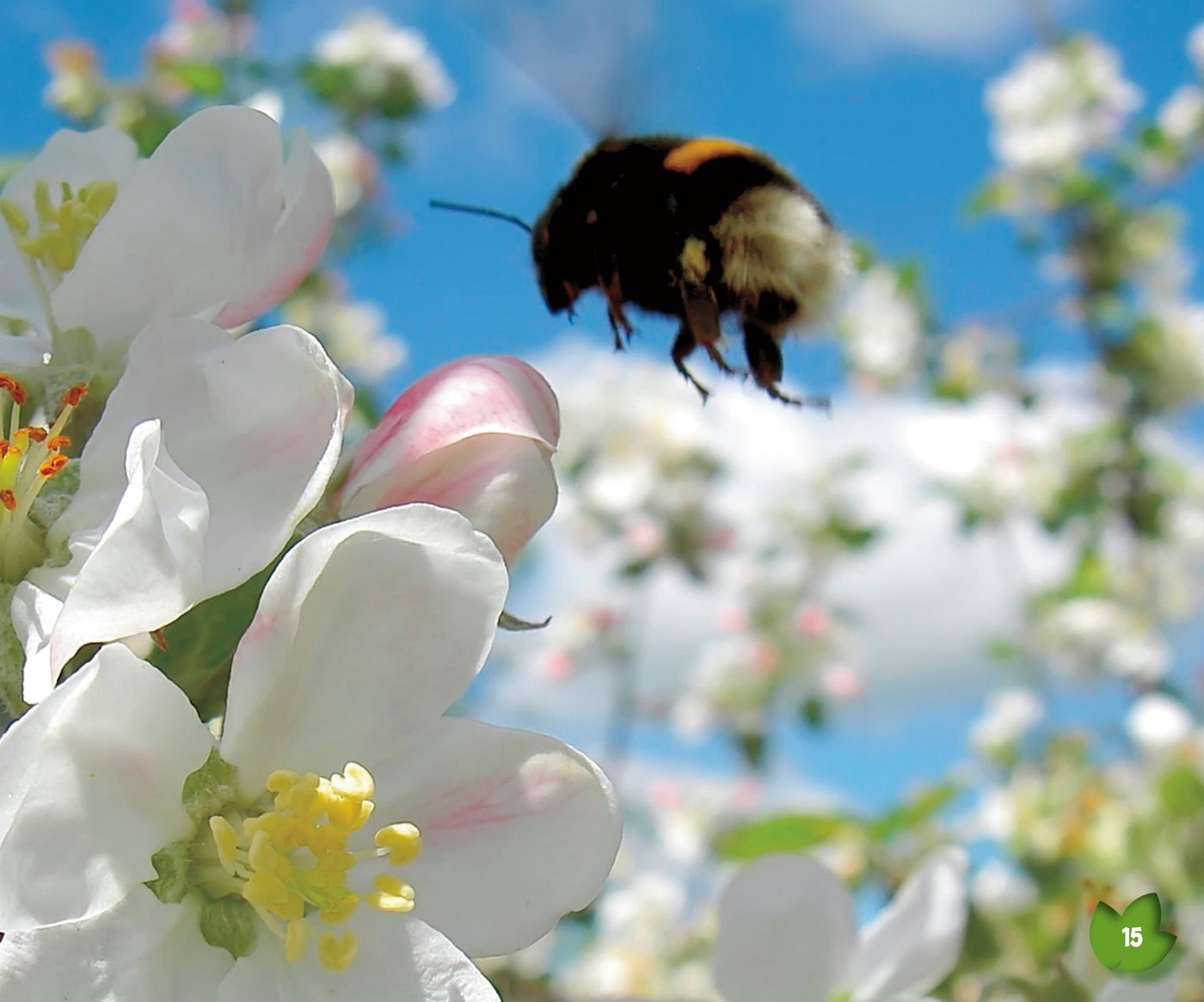 from flowers sticks to bees Bees carry the pollen from flower to - photo 16