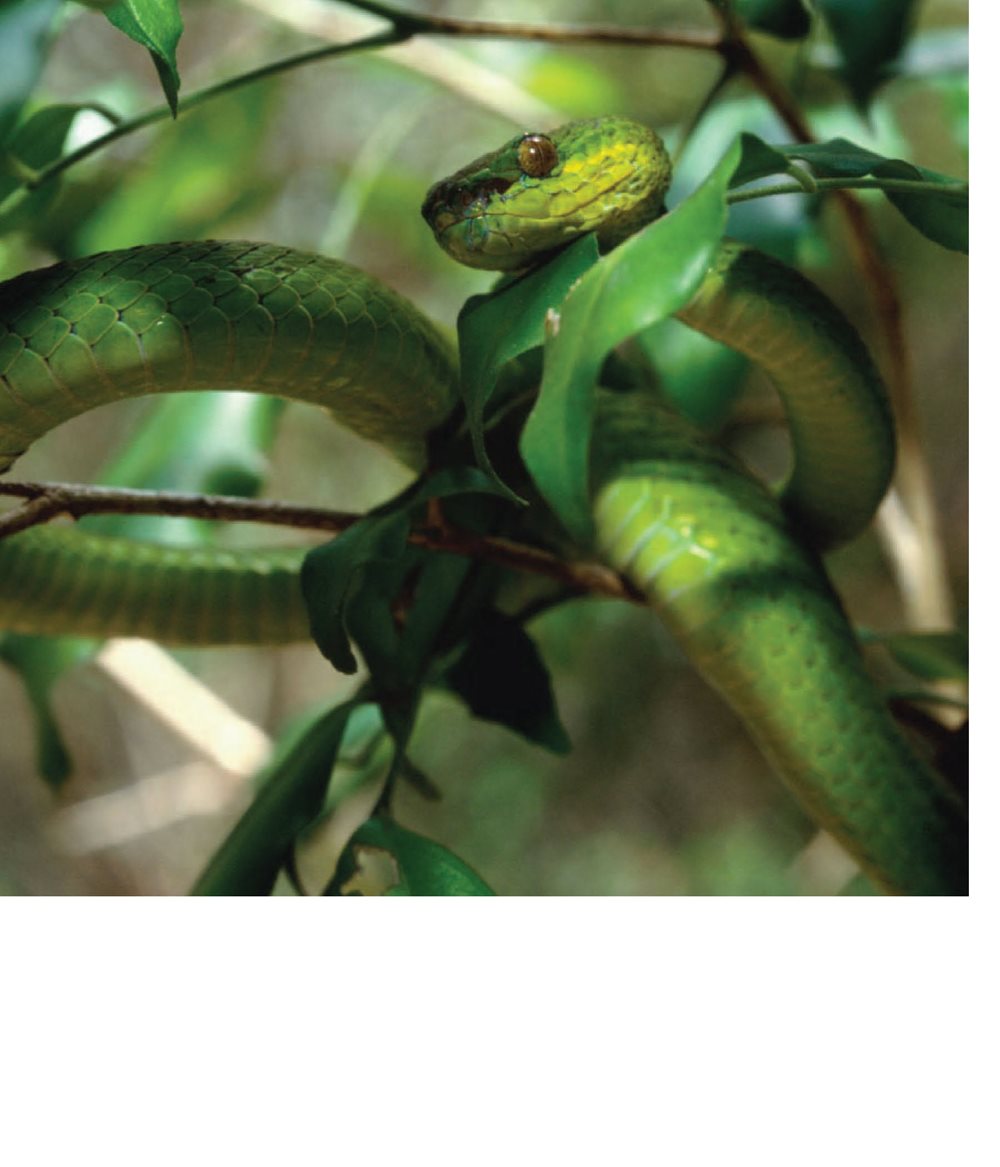 This snake is camouflaged It is hard to see Skin protects animals - photo 14