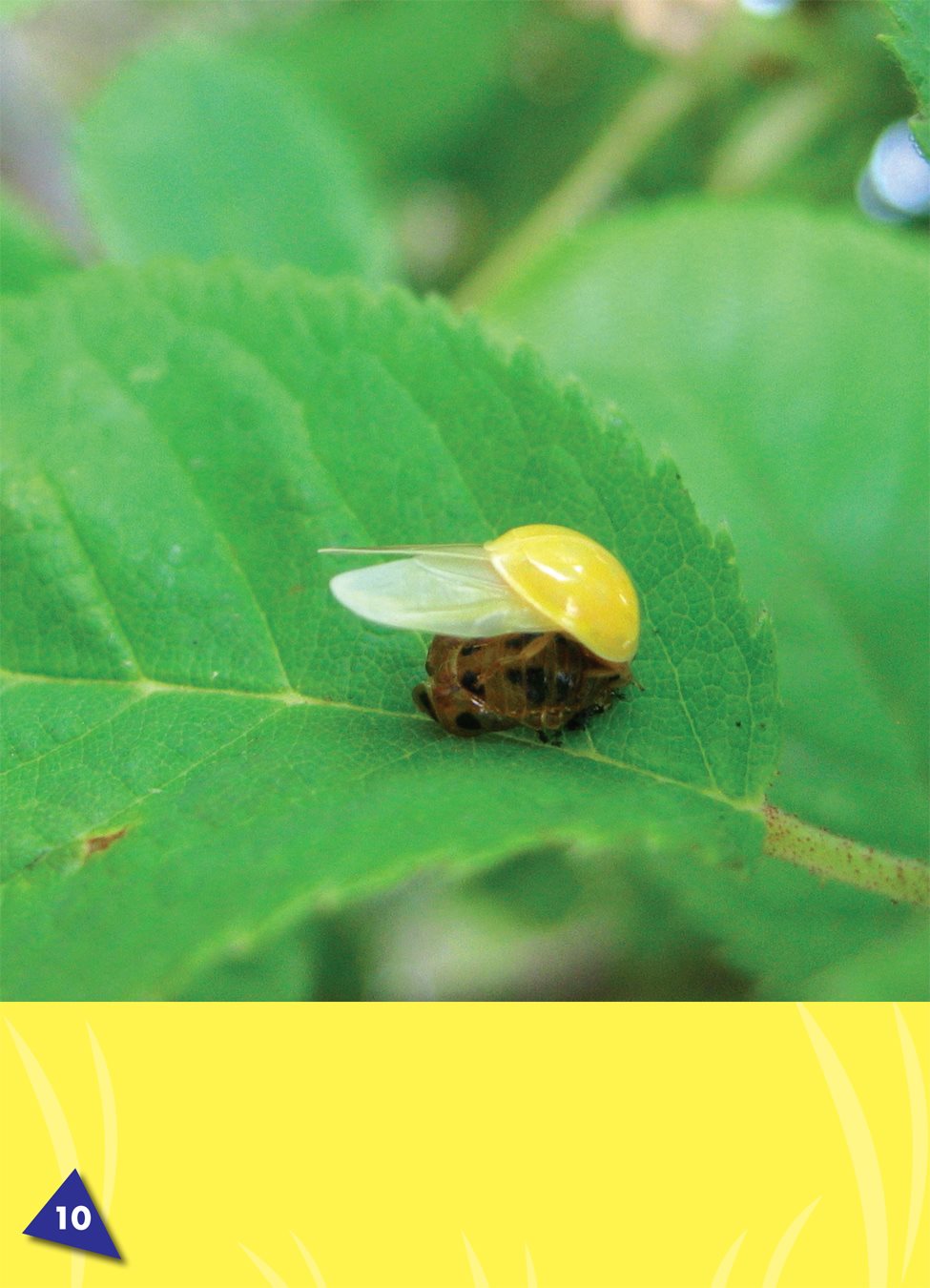 Most adult ladybugs start out yellow They do not have spots Soon - photo 15