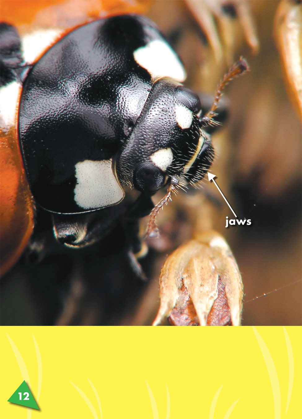 Ladybugs have strong jaw a sharp part on the mouth of an insect ladybugs - photo 17