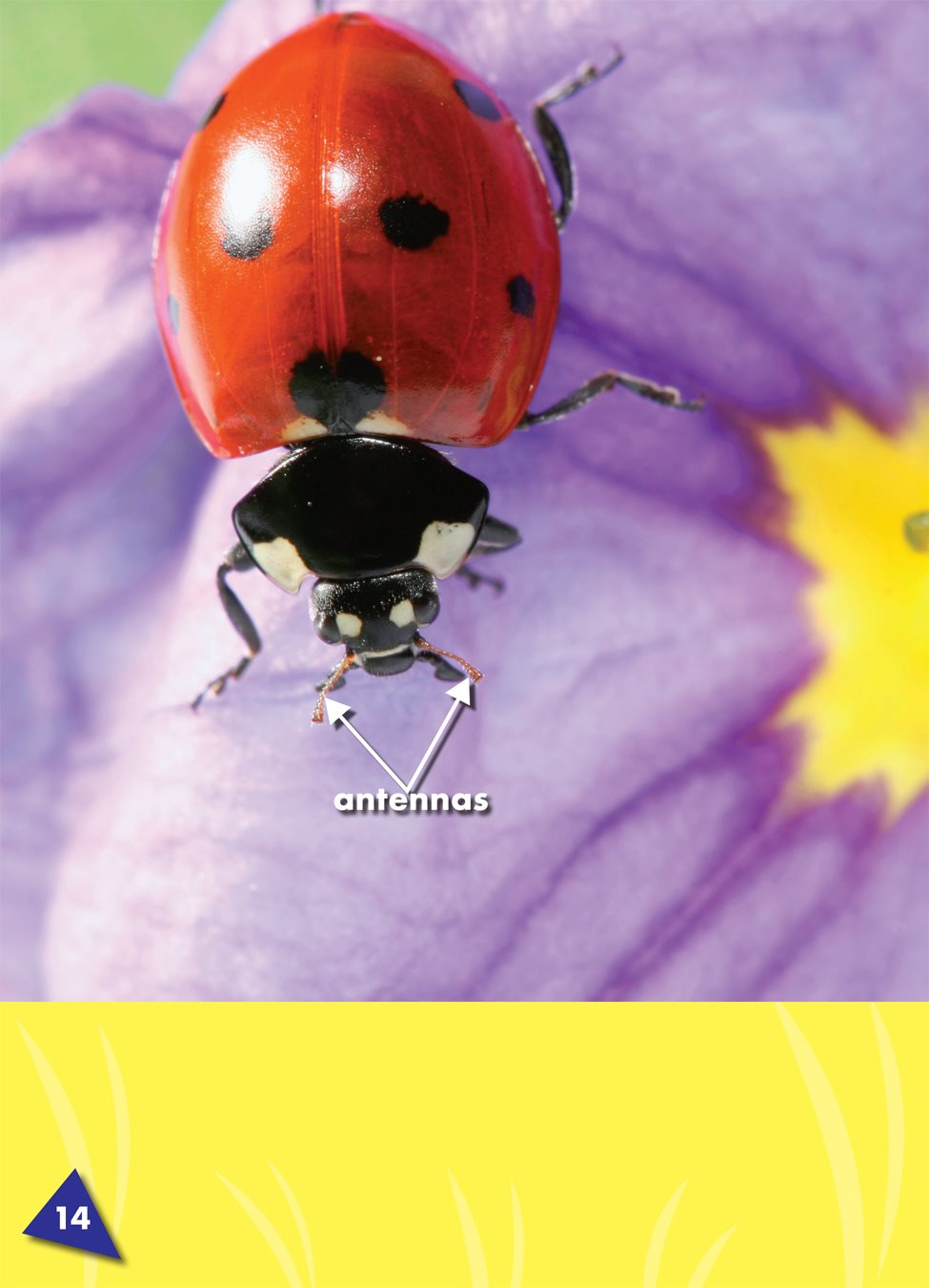 Ladybugs use antennas a pair of thin feelers on an insects head ladybugs use - photo 20