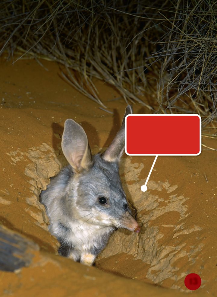 Many animals avoid the hot desert sun In Australia bilbies dig burrows - photo 13