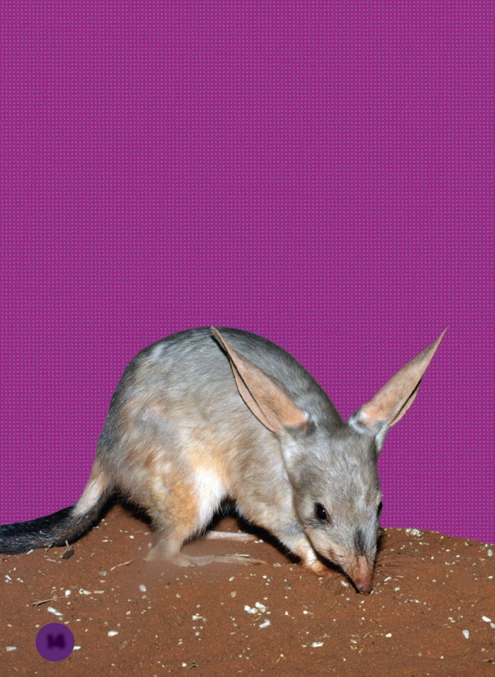 After sunset the air is cooler Bilbies come out at night A bilbys big - photo 14