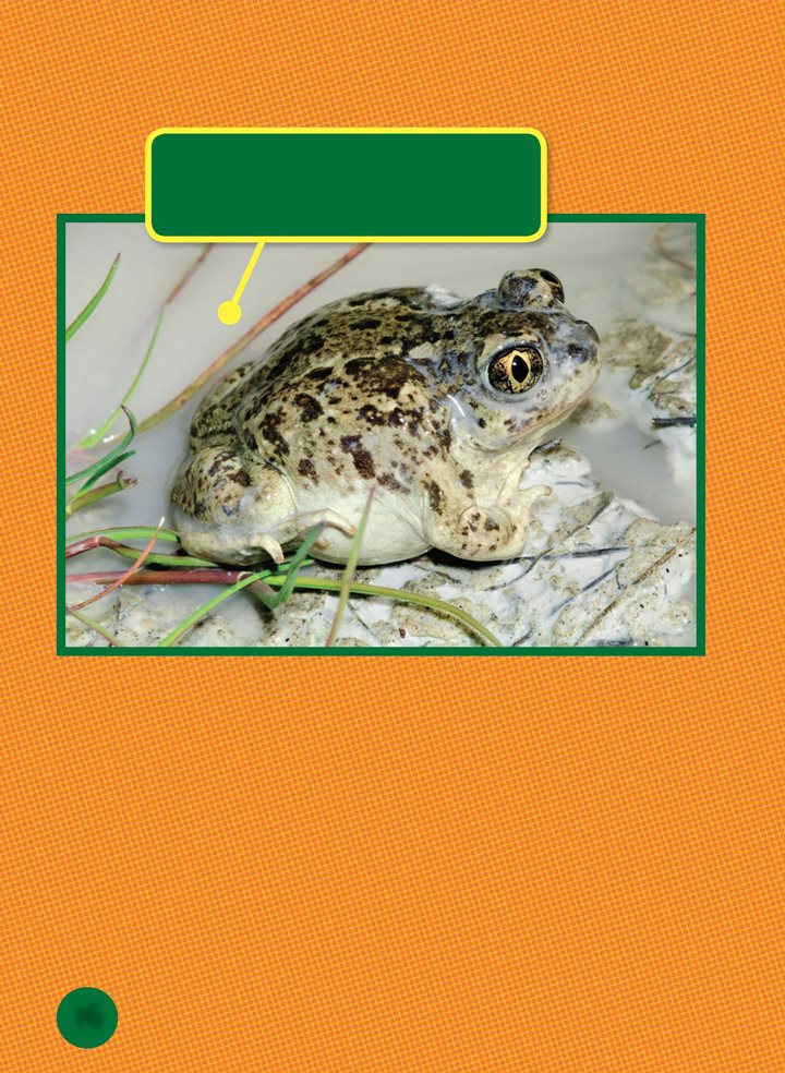 Spadefoot toads lay their eggs in desert ponds Many animals flock to - photo 16