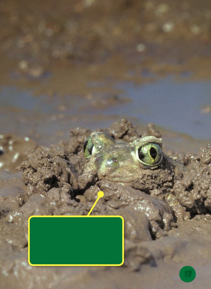 Spadefoot toad eggs hatch in a couple of days The baby toads are called - photo 17