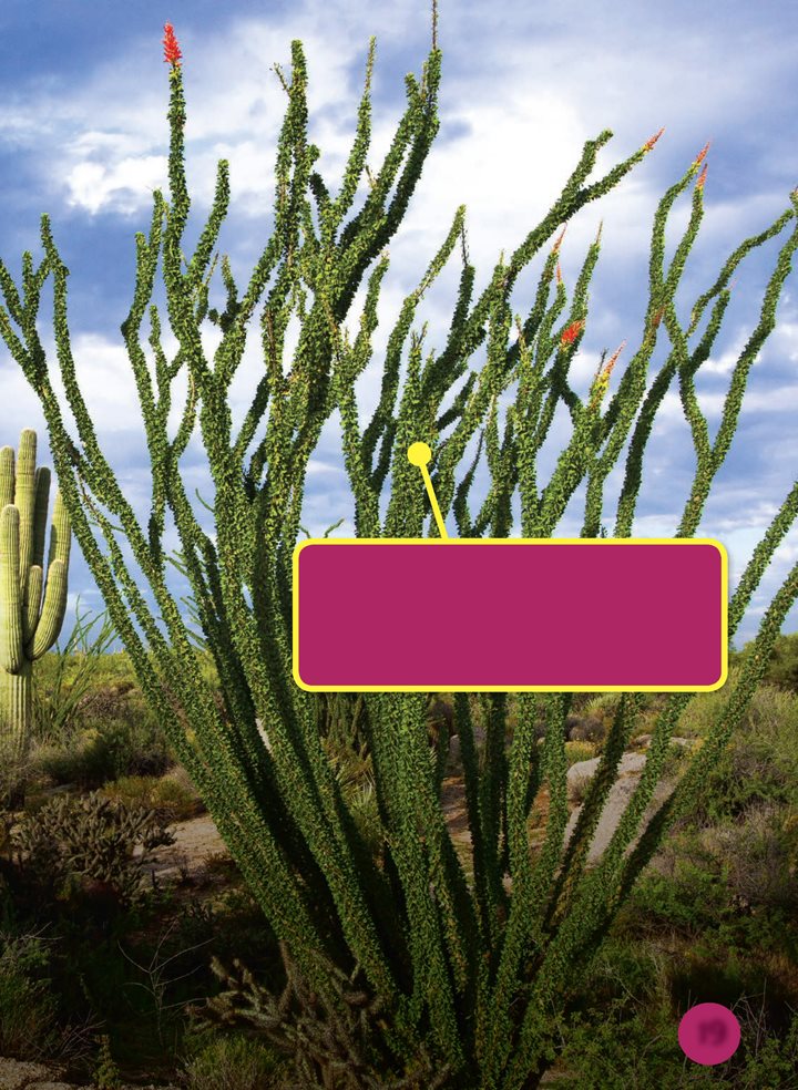 To save water these ocotillo plants will lose their leaves when the ground - photo 19