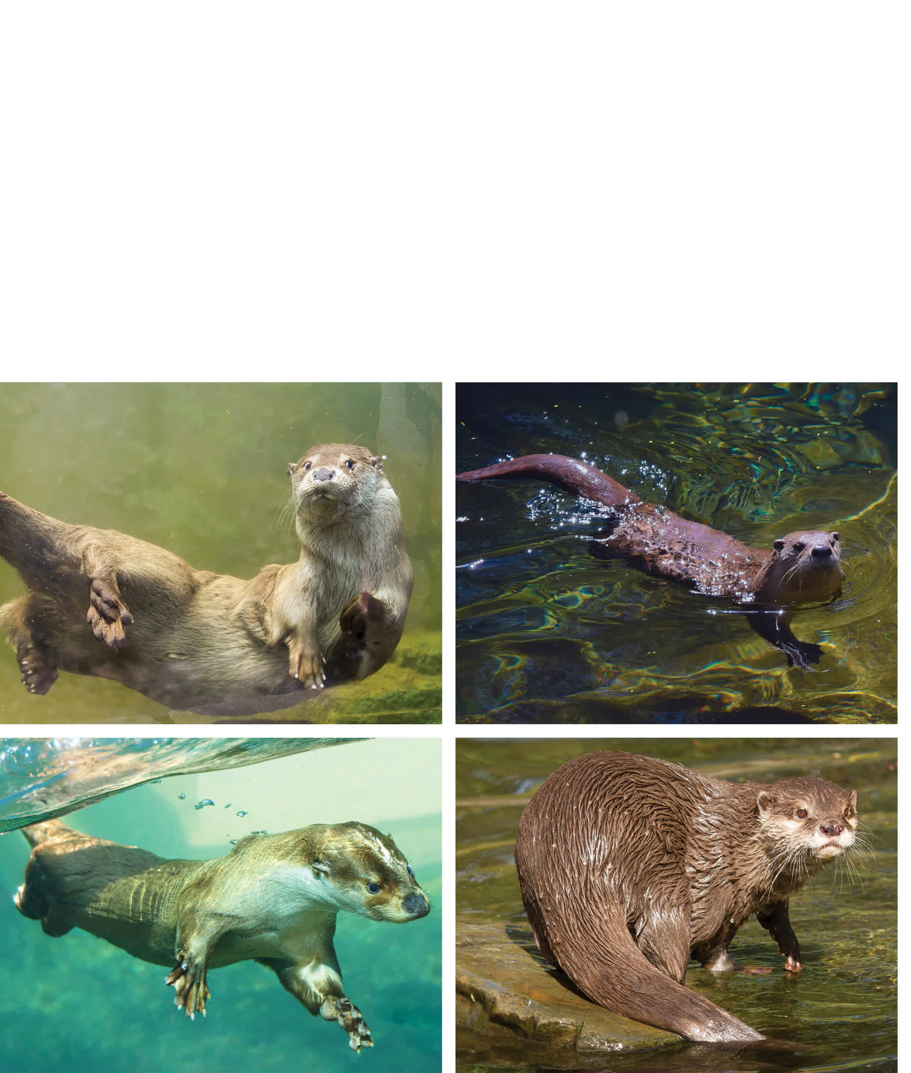 River otters use their strong tails and webbed feet to dive and to rocket - photo 19