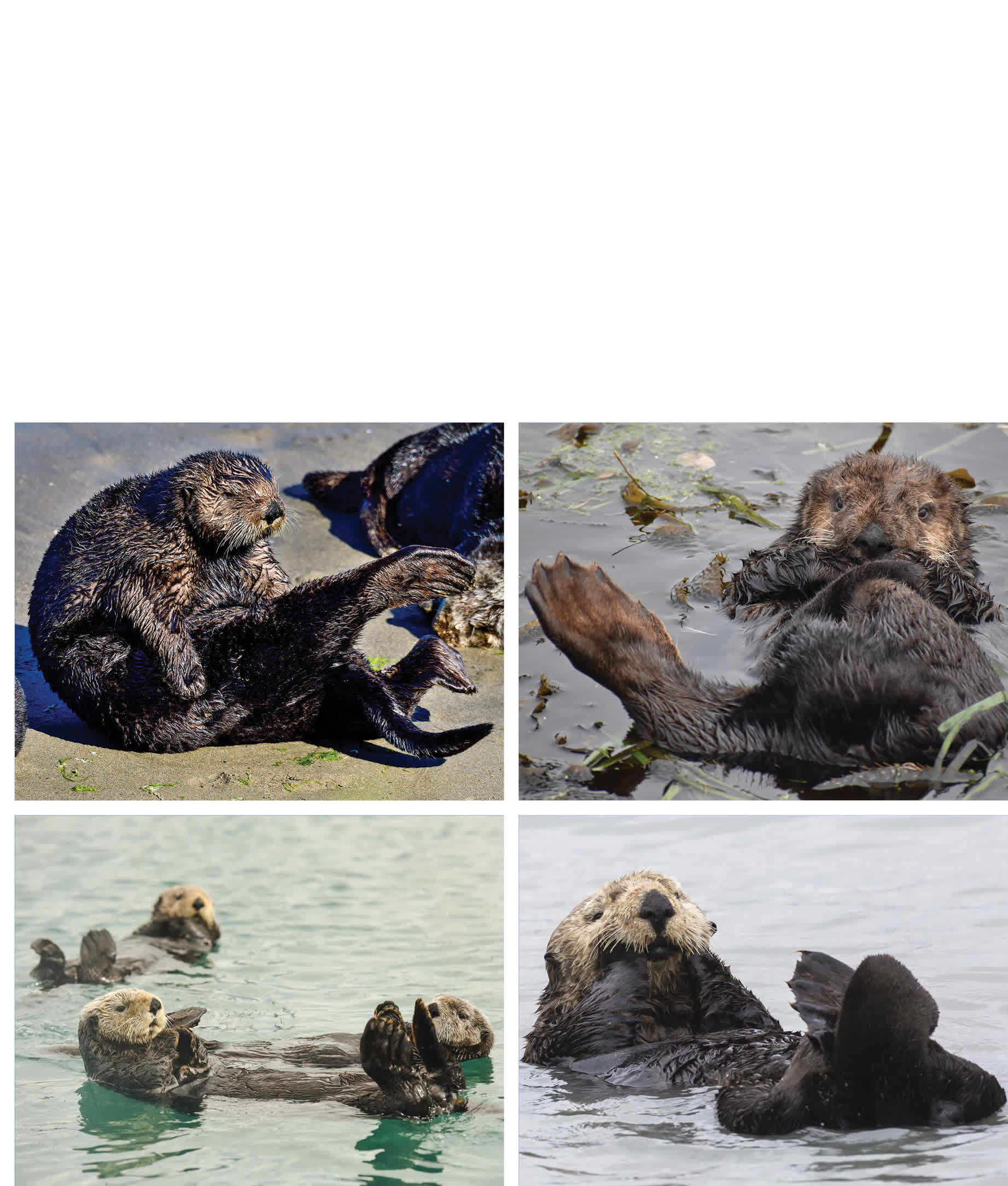 Sea otters use their large tails and back flippers to dive swim and steer - photo 20