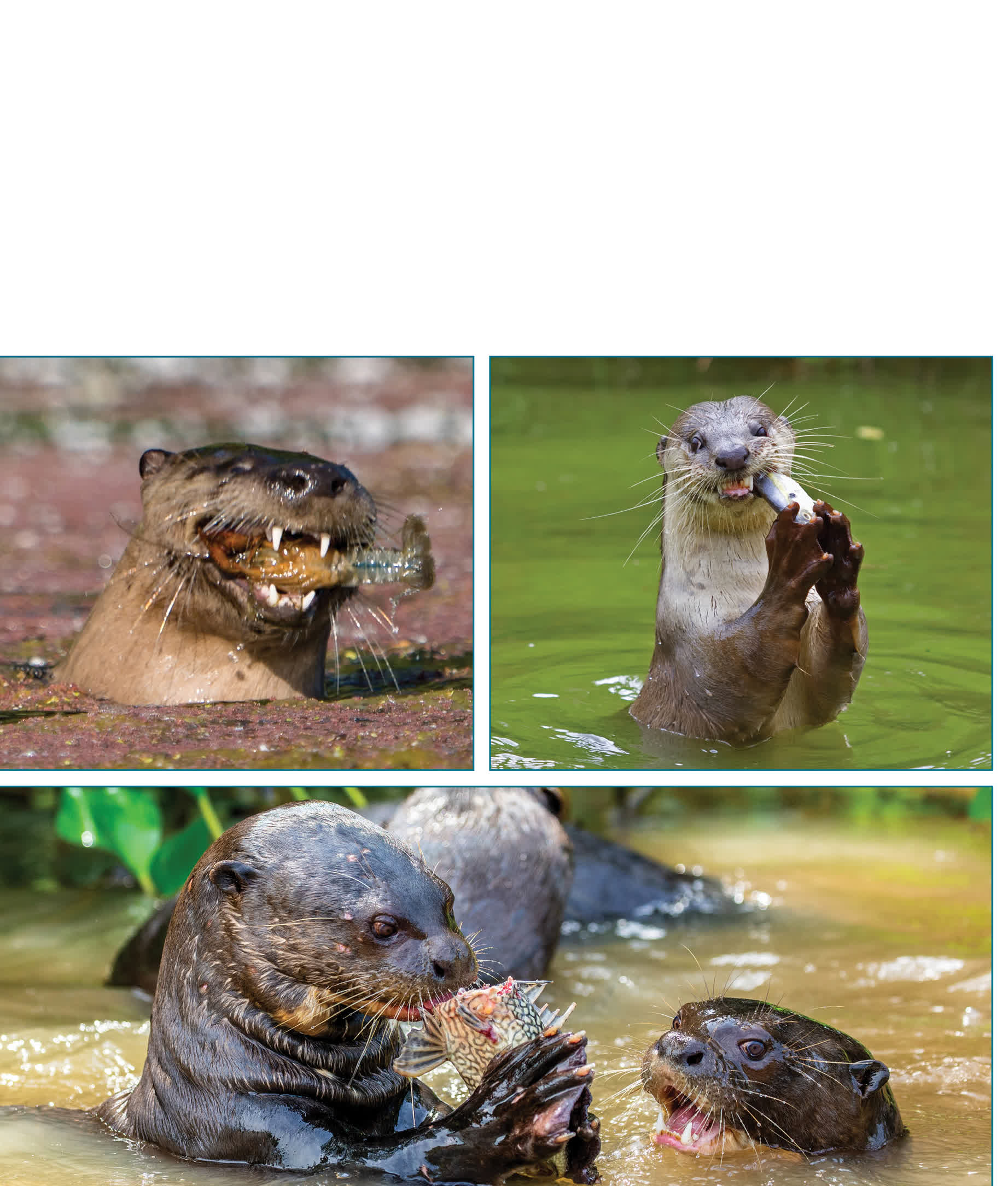 River otters eat fish frogs reptiles small mammals birds eggs and - photo 25