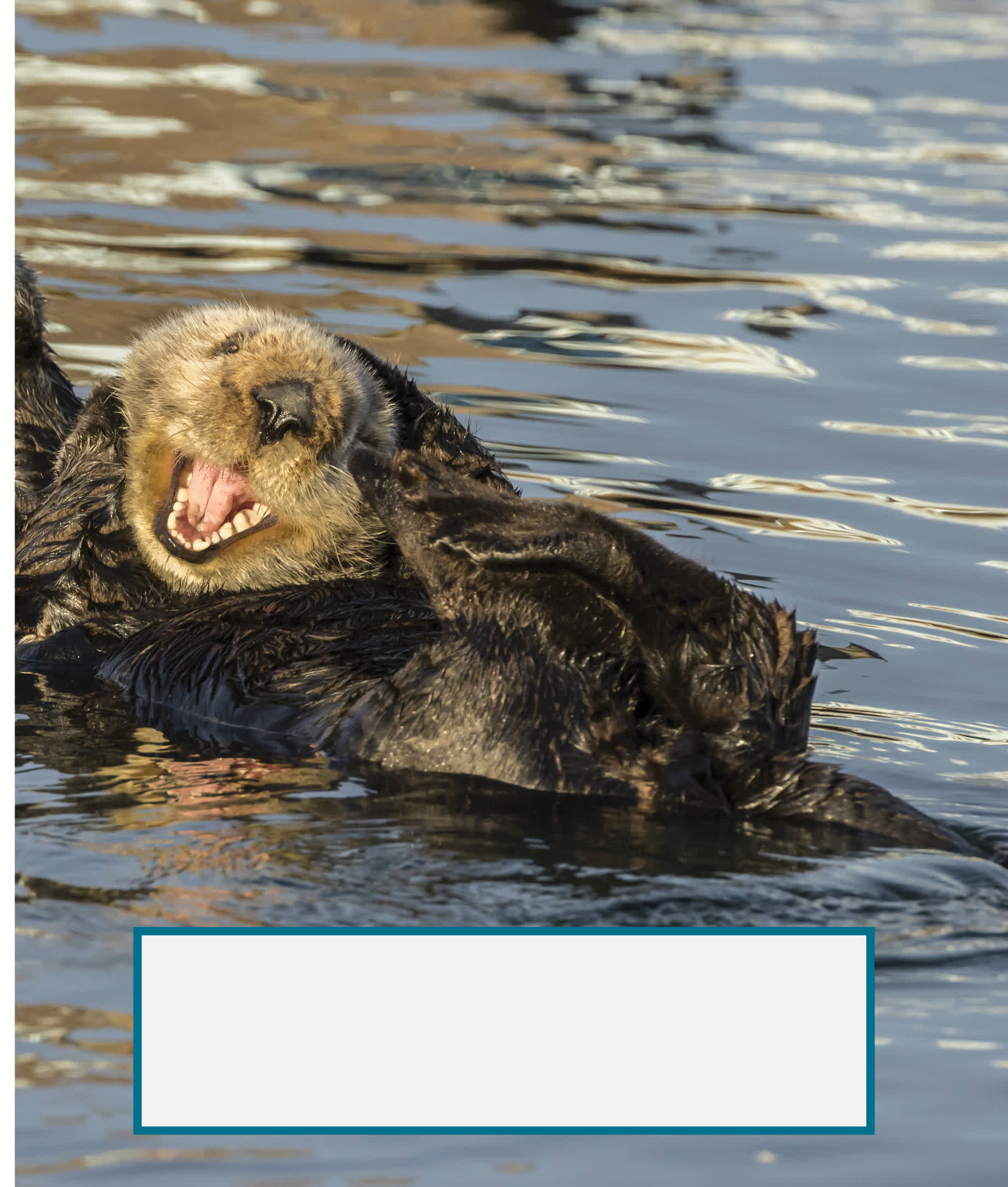 Sea otters spend a large part of their day grooming their fur If they dont - photo 30