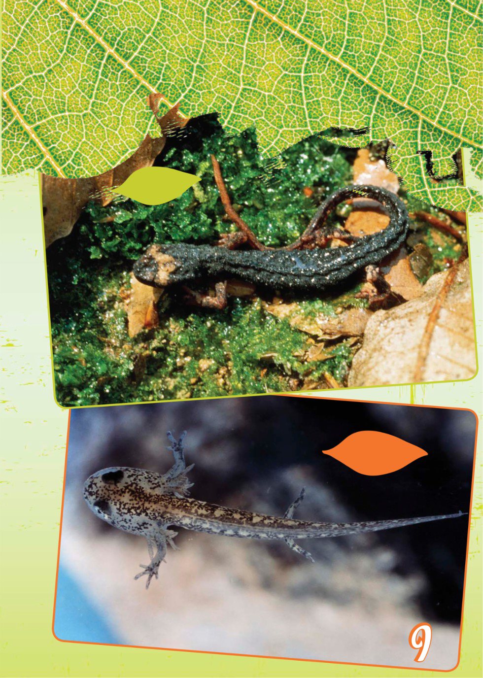 salamander salamander larva Frog Life All frogs hatch from eggs - photo 11