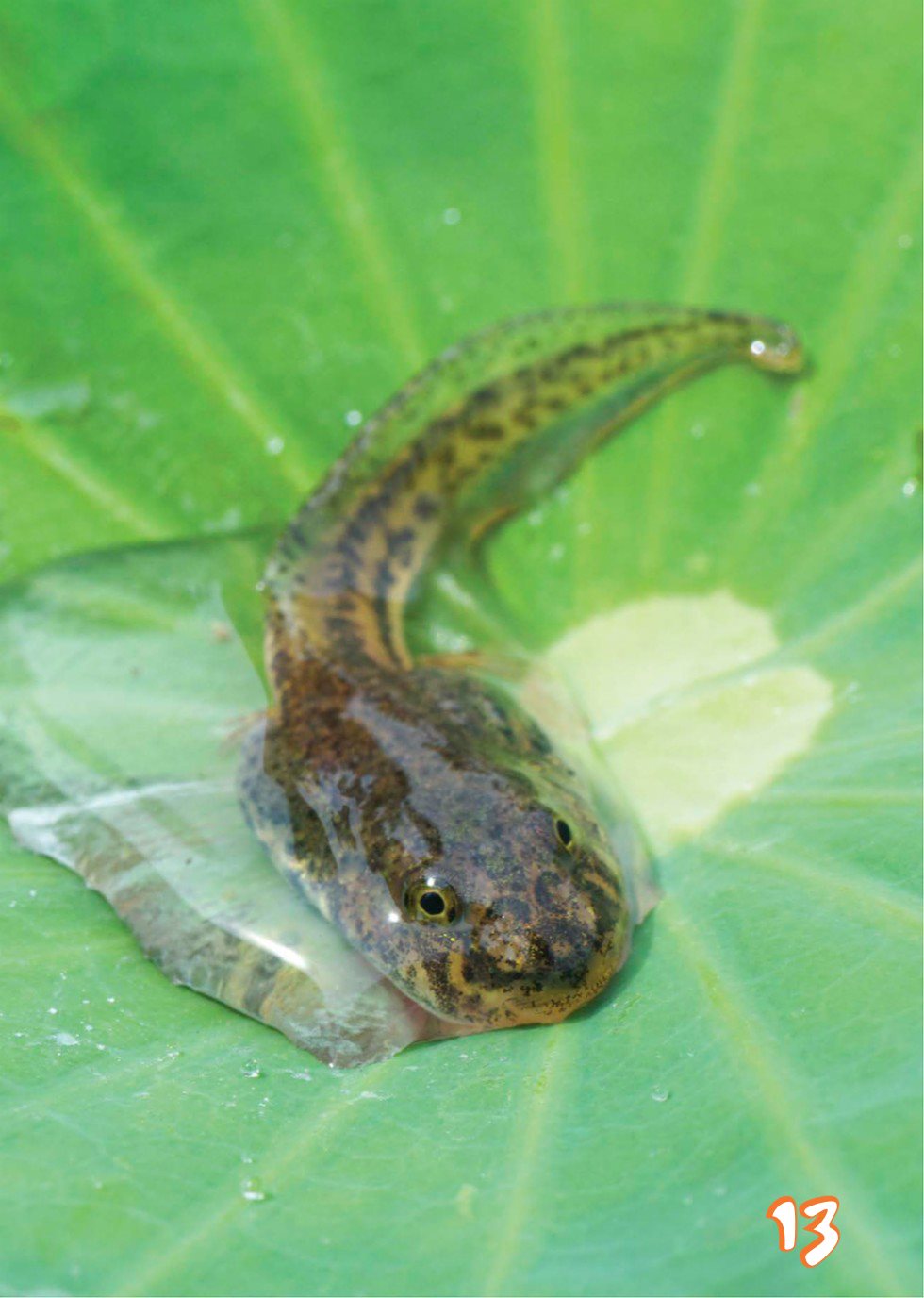 Once a tadpole has grown legs it starts to lose its tail and gills and - photo 15