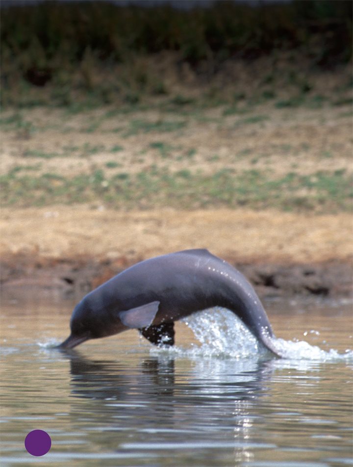 Endangered Ganges dolphins live in the rivers of India and Nepal This - photo 10