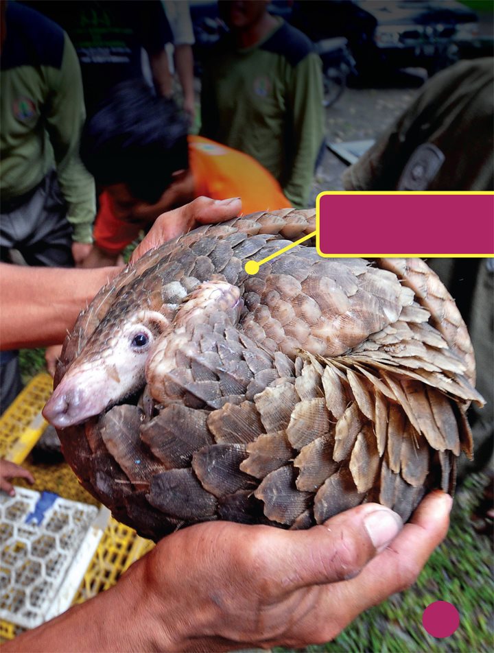 Most mammals have hair or fur Pangolins have scales People hunt them for - photo 15