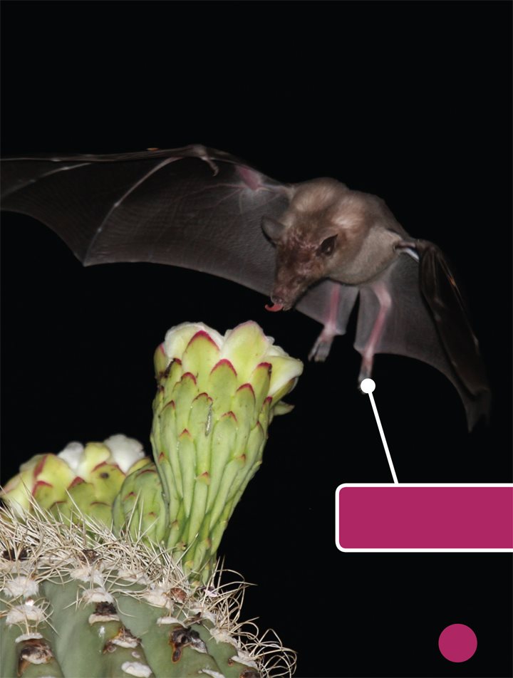 The bats have long tongues They use them to eat nectar from flowers - photo 9