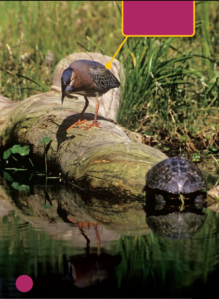 This bird caught a tadpole Tadpoles swim together to stay safe Fish - photo 15