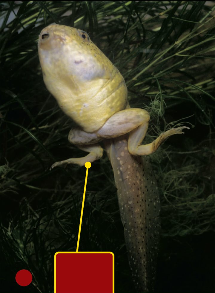 This bullfrog tadpole has grown legs Amphibians Grow and Change - photo 17