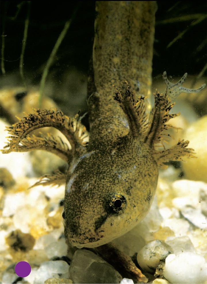 Young amphibians breathe underwater with gills This young spotted - photo 21