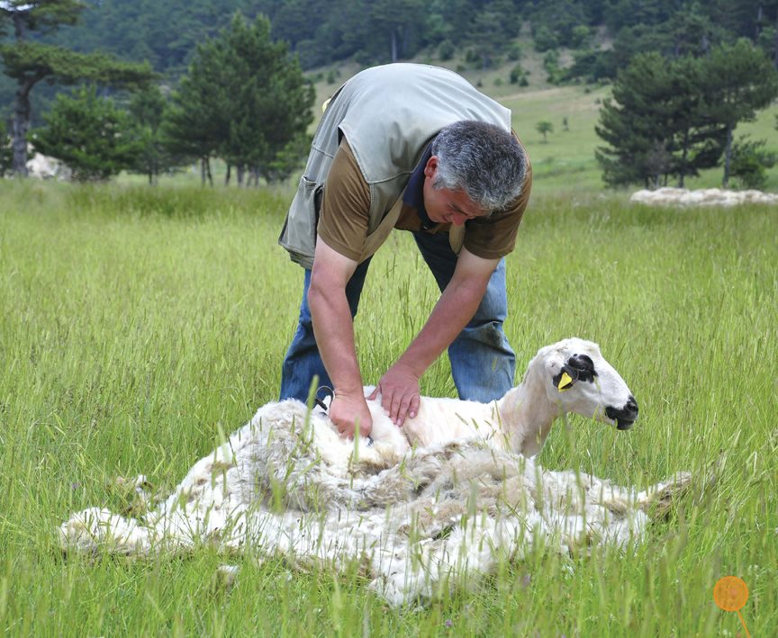 The wool is sorted Workers sort the wool They remove wool that is dark or - photo 7