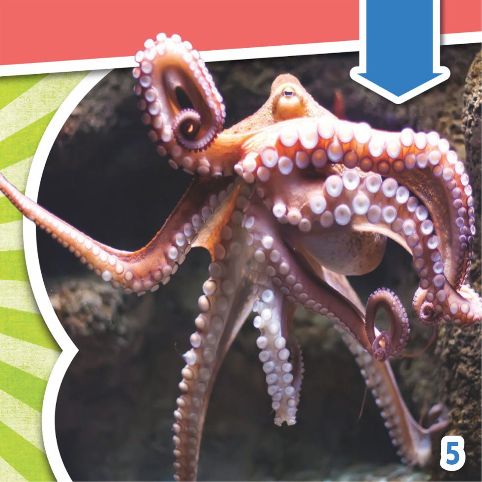 Octopuses are different sizes and colors but all have eight arms - photo 7