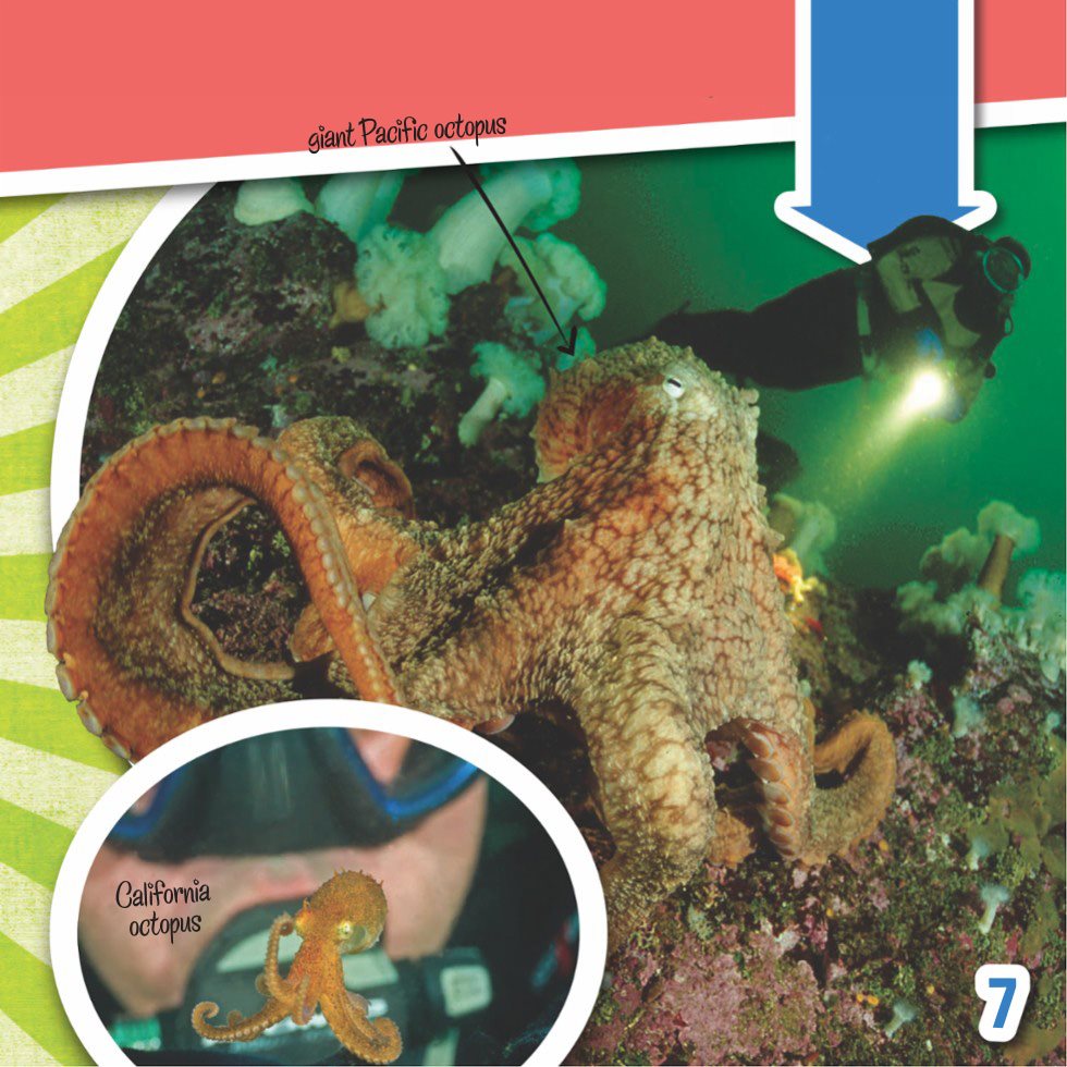 The California octopus is the smallest species and the giant Pacific octopus - photo 9