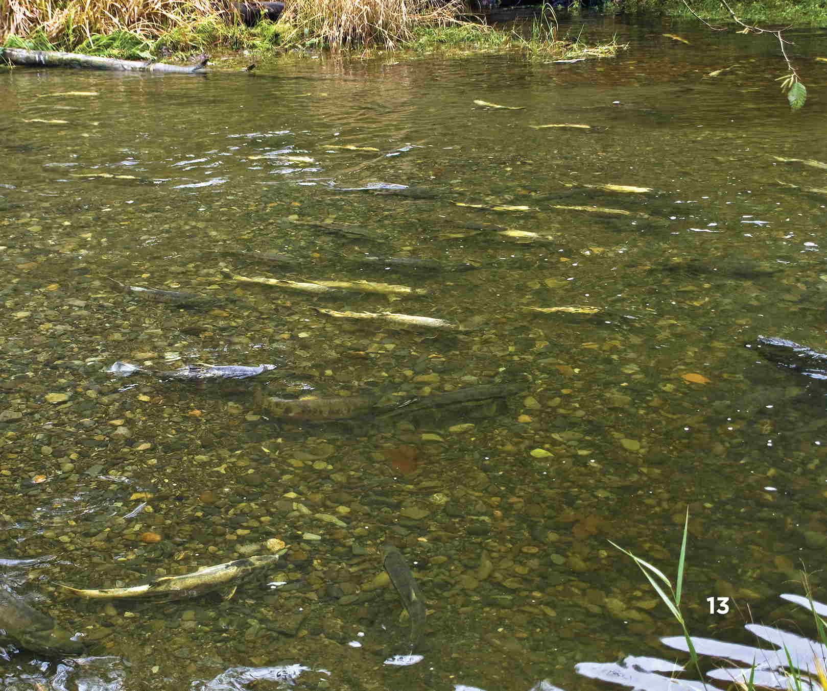 Swimming Upstream Salmon return to the same river or stream they were born - photo 15