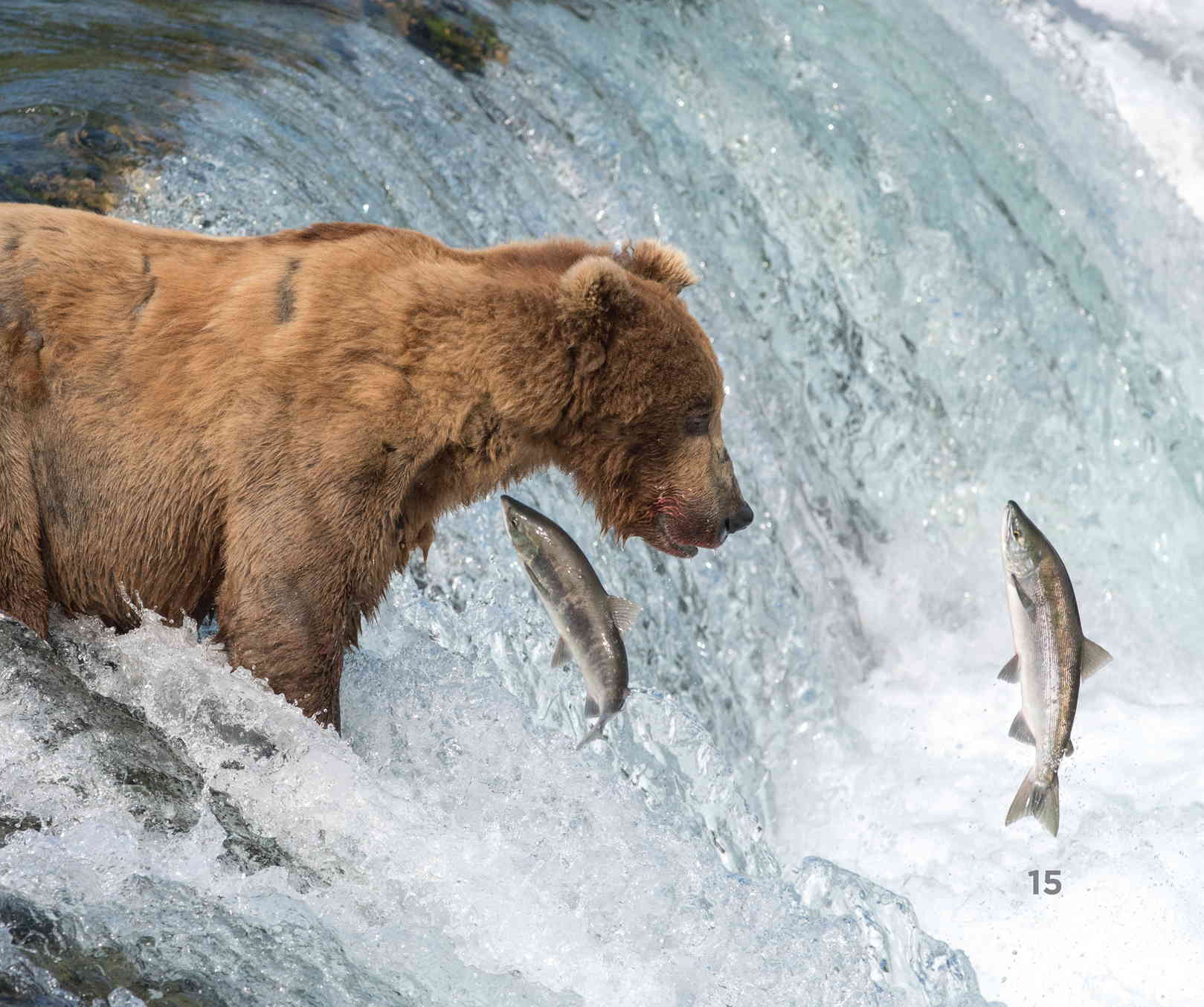 The salmon that make it home have changed color Sockeye and coho salmon - photo 17