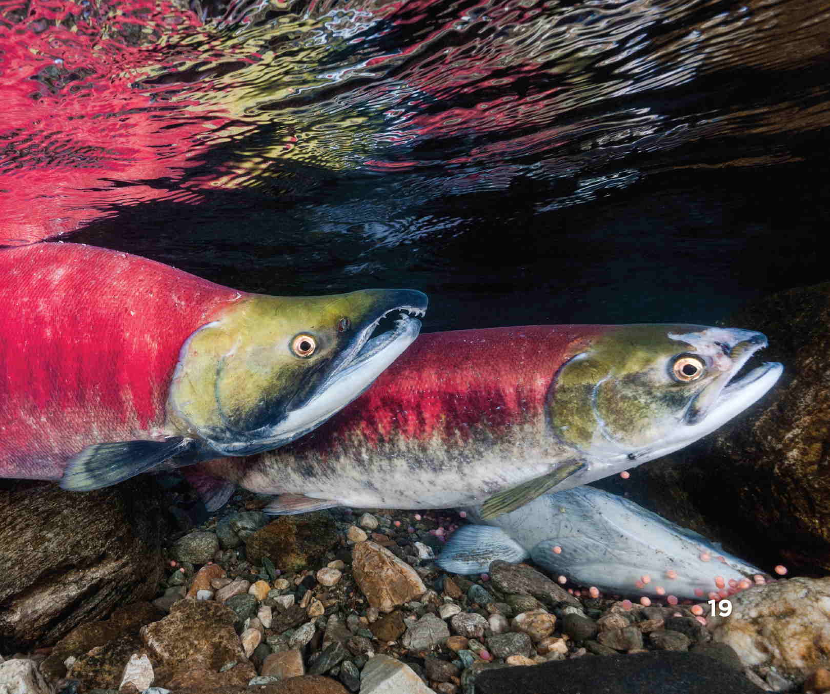 Most salmon die after they But many new salmon are born They will swim - photo 21