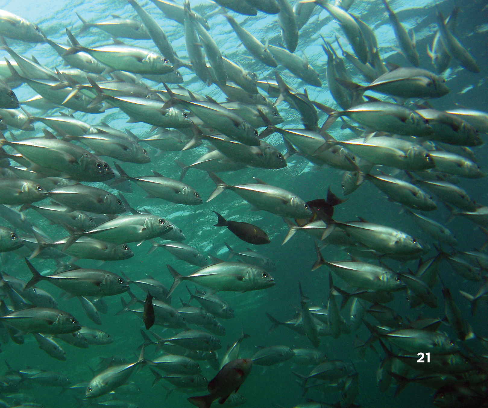 Salmon Migration Routes Russia Alaska Canada Gulf of Alaska pink - photo 23