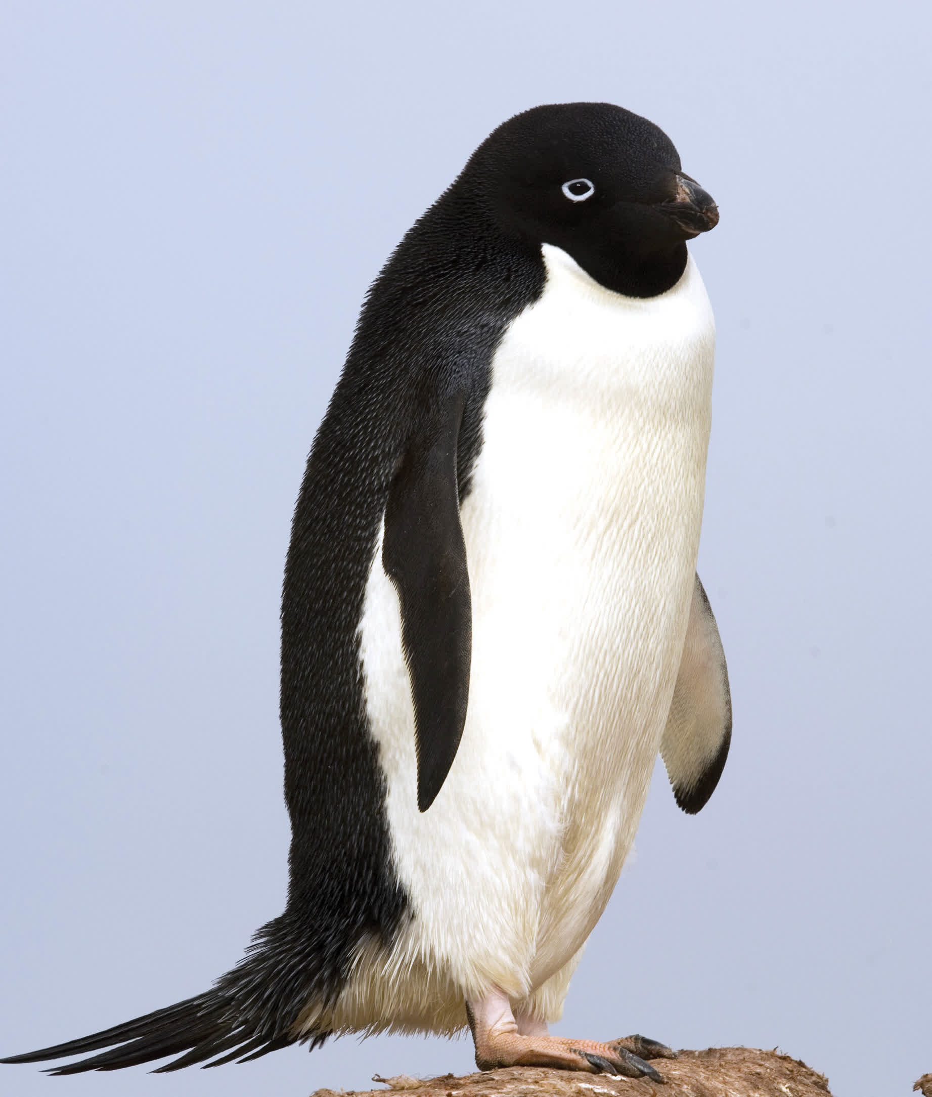 Adlie penguins have dark black heads with white rings around their eyes - photo 13