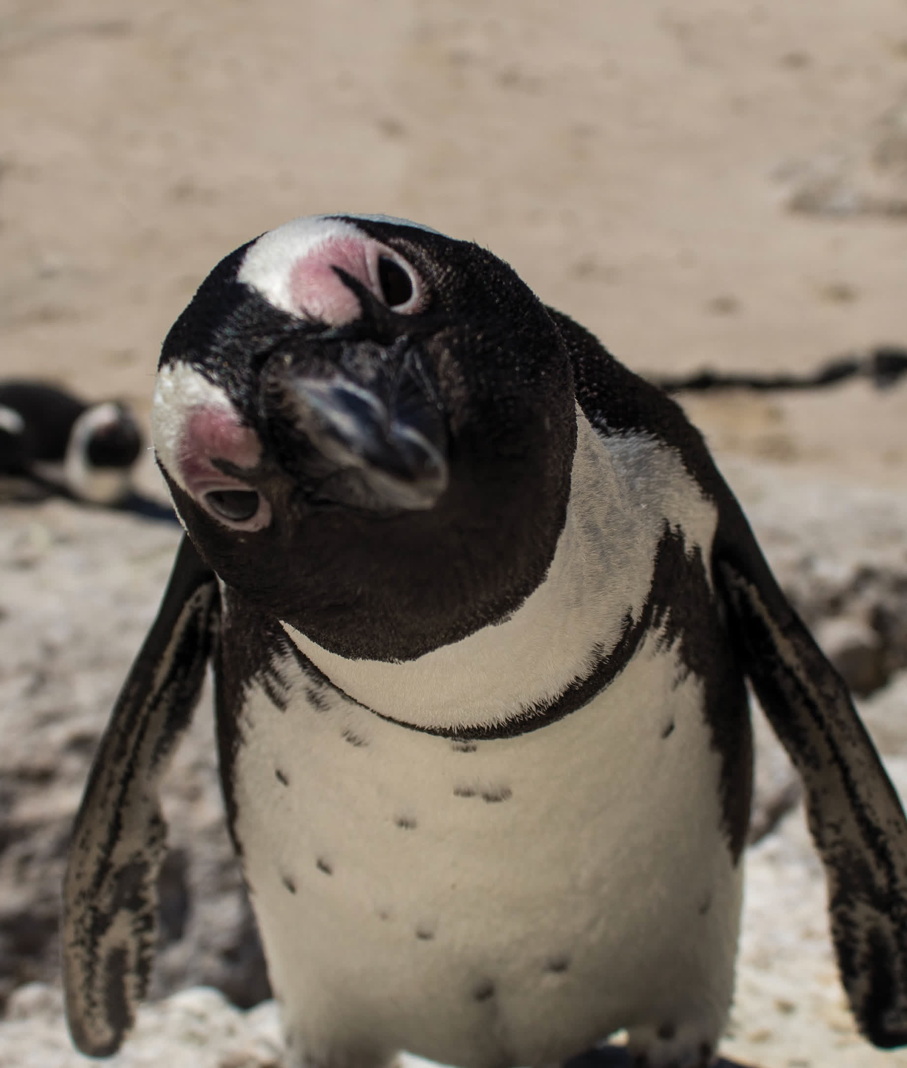 African penguins have a thick black stripe and dots across their chest They - photo 14