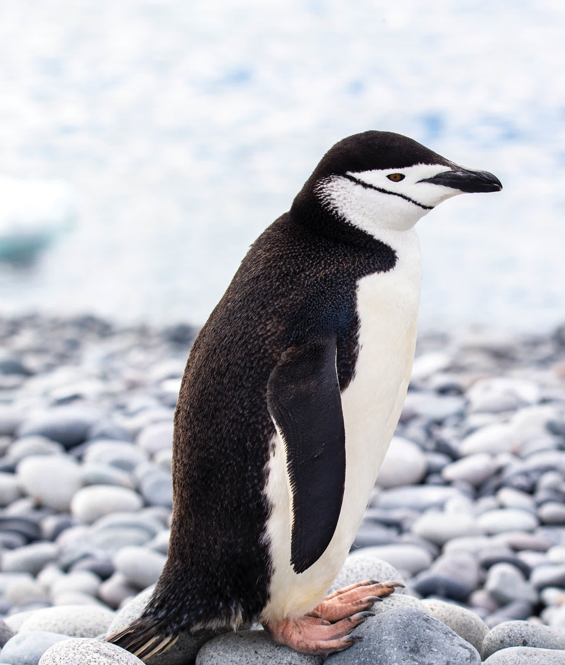 Chinstraps get their name after the stripe of black feathers on their chin - photo 15