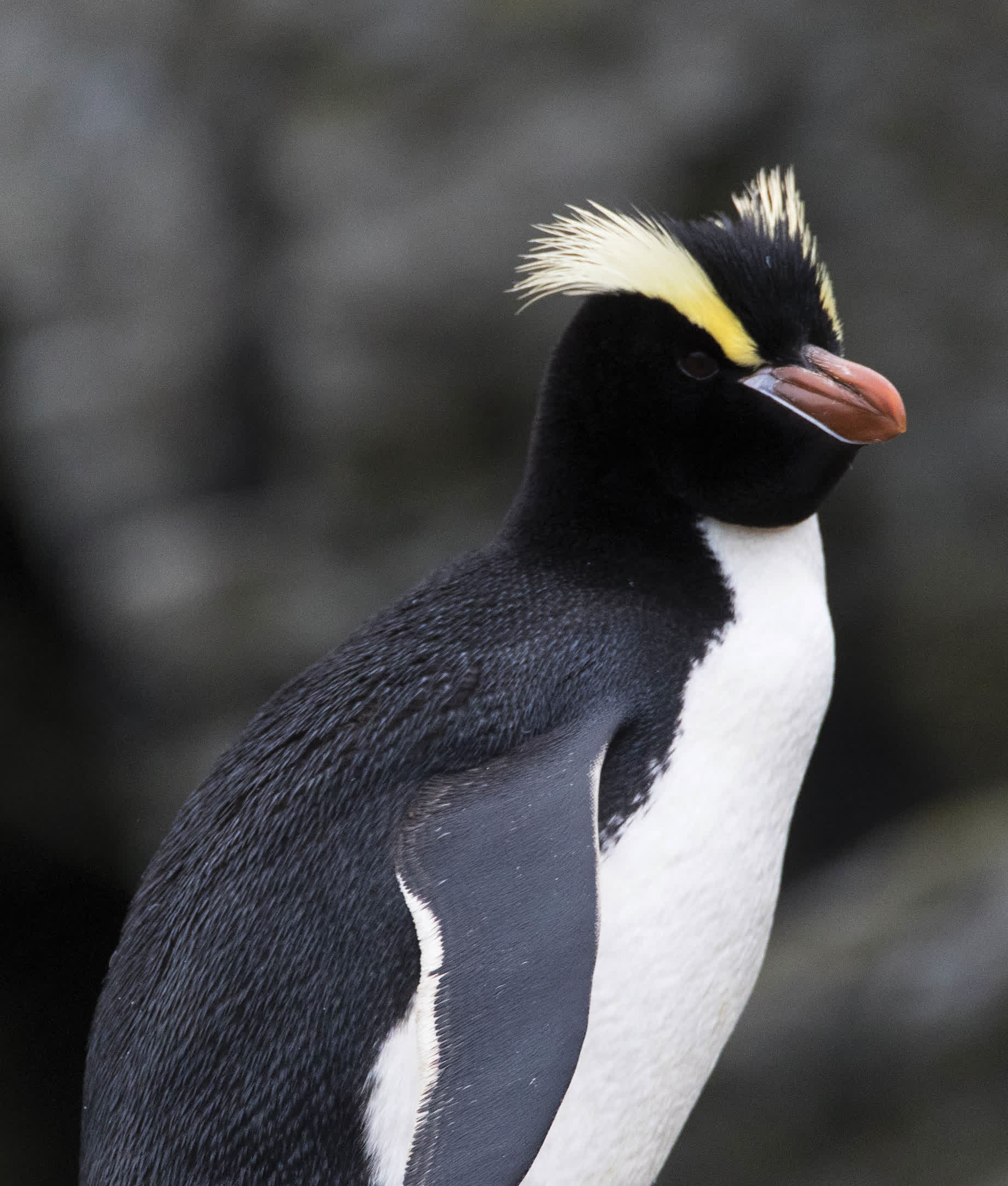 Erect-crested penguins have yellow feathers over their eyes that they can make - photo 17