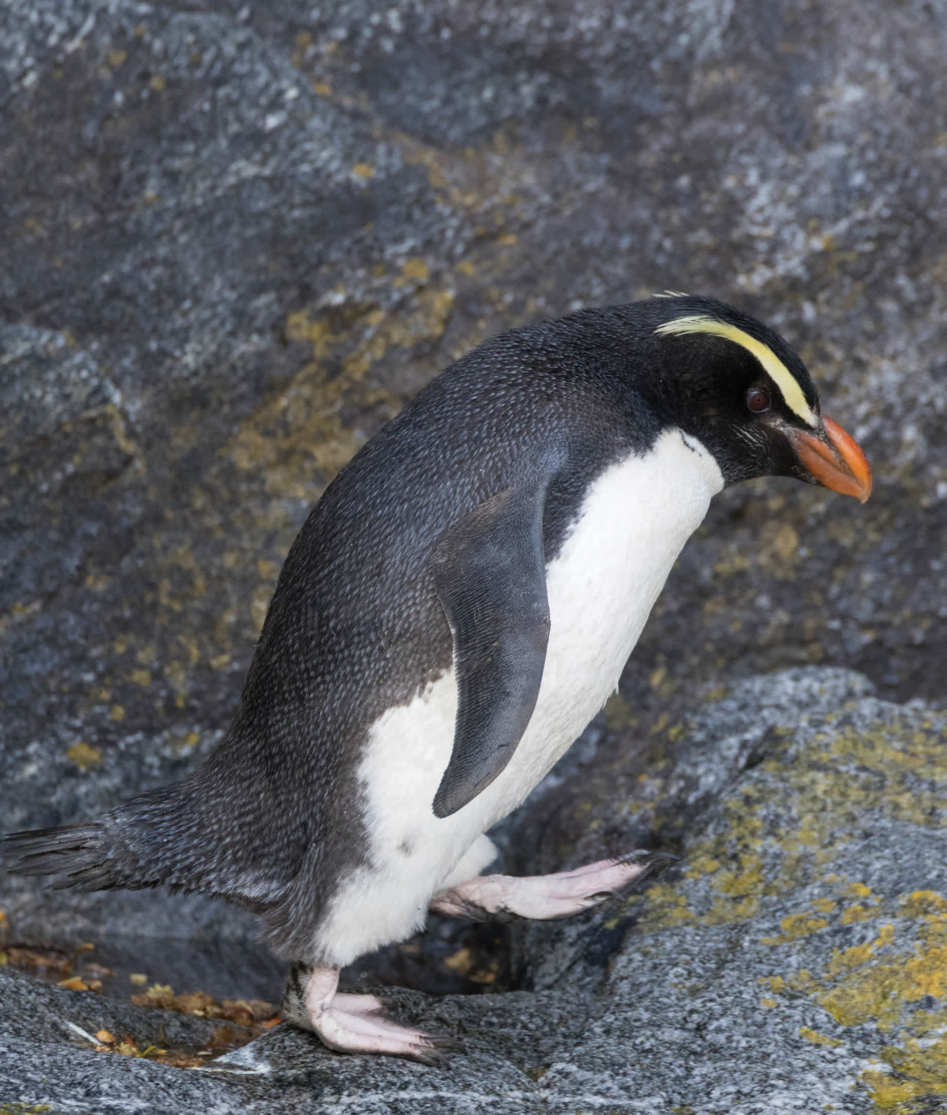 Fiordland penguins have bright yellow feather crests from their red beaks up - photo 18