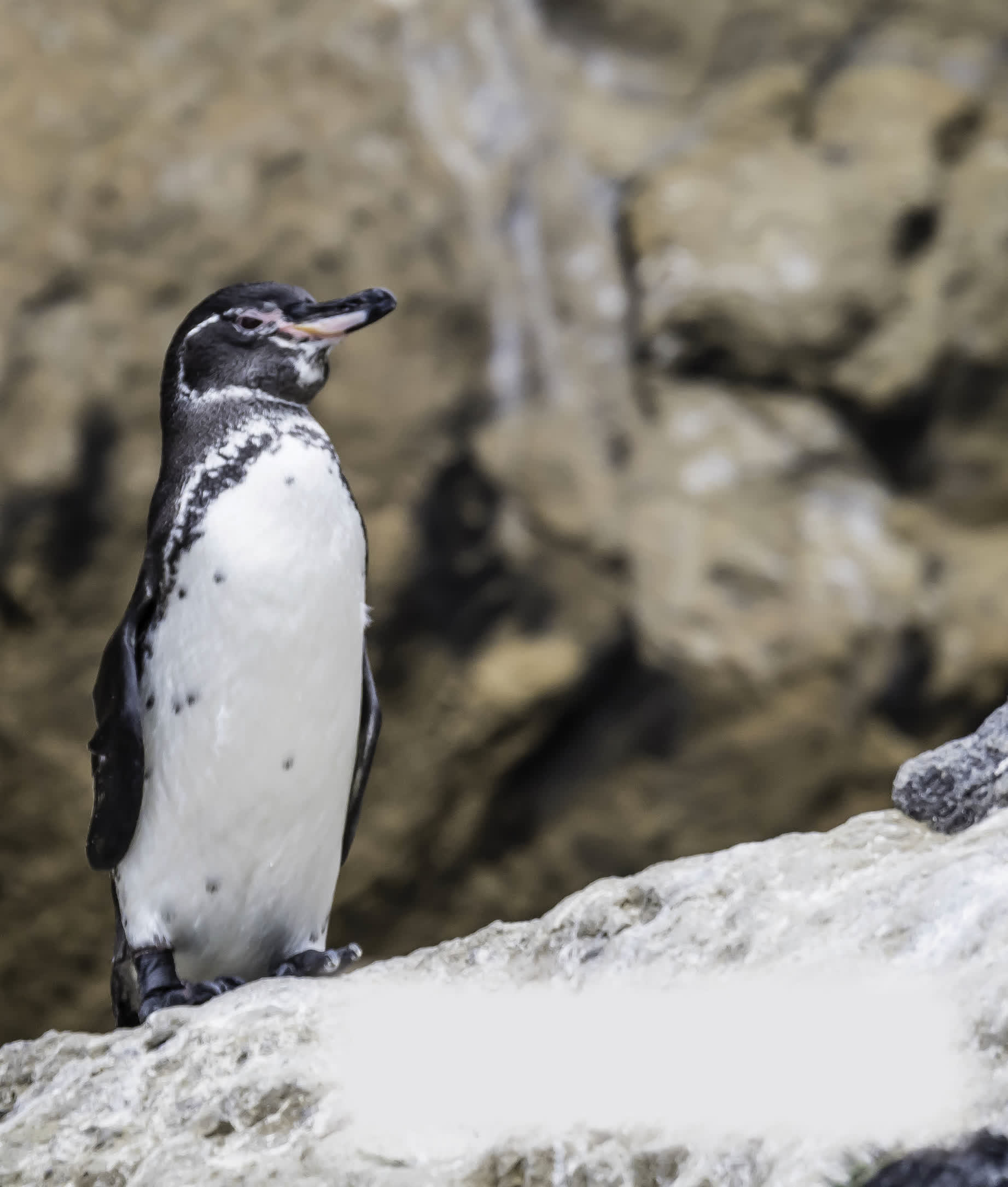 Galapagos penguins have a band of white that goes around their eyes down to - photo 19