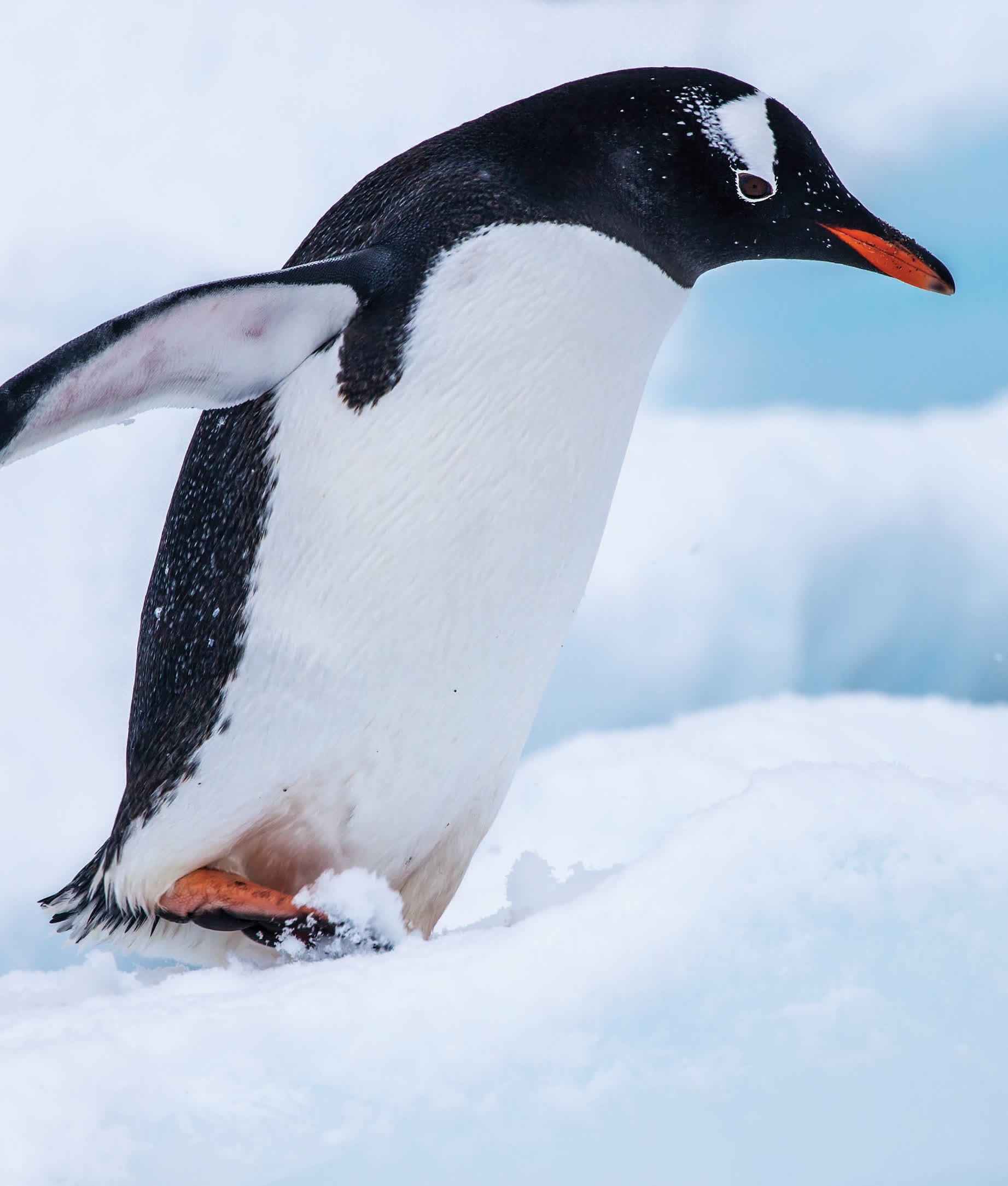 Gentoo penguins have white wedges around their eyes and bright red spots on the - photo 20