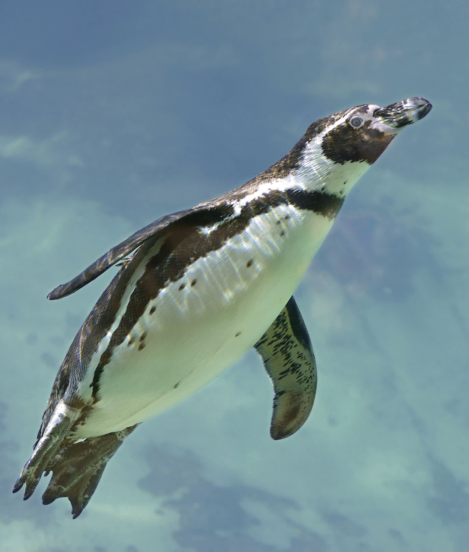 Humboldts have horseshoe-shaped white stripes that wrap around the sides of - photo 21