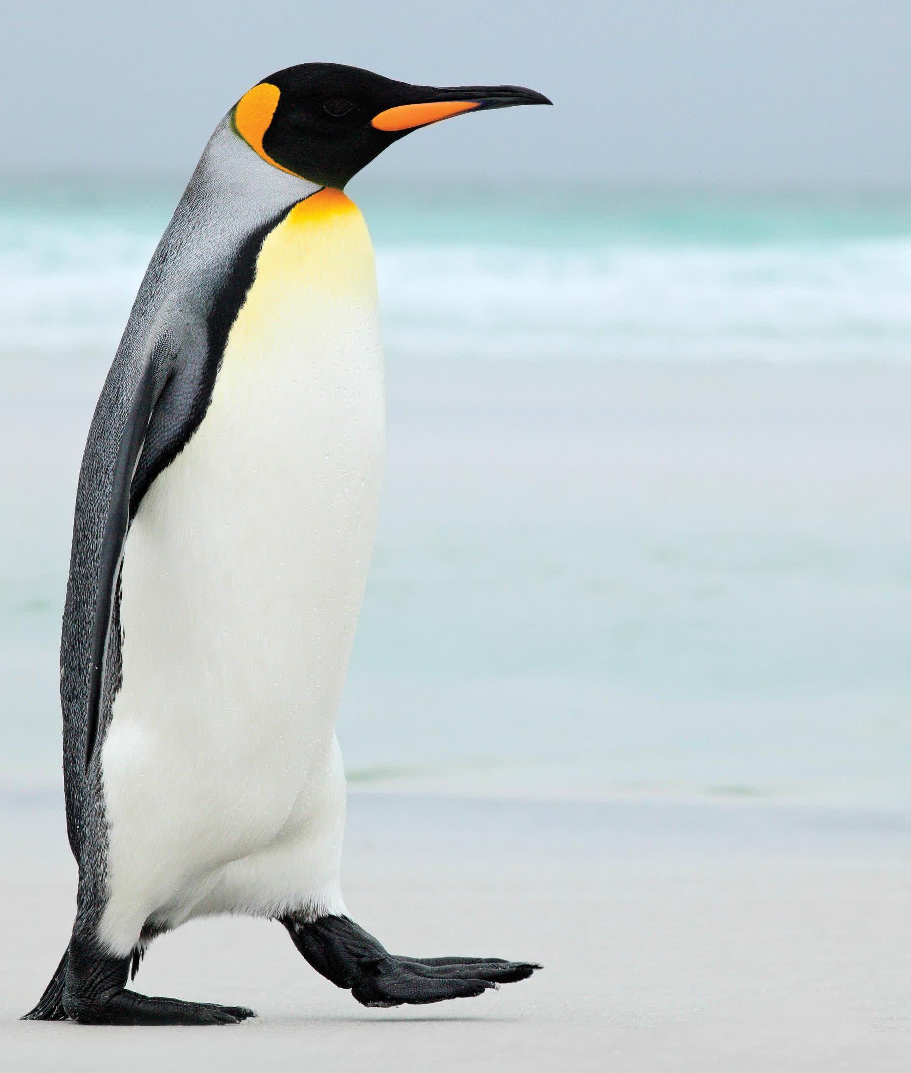 King penguins have bright orange and yellow patches on the sides of their heads - photo 22