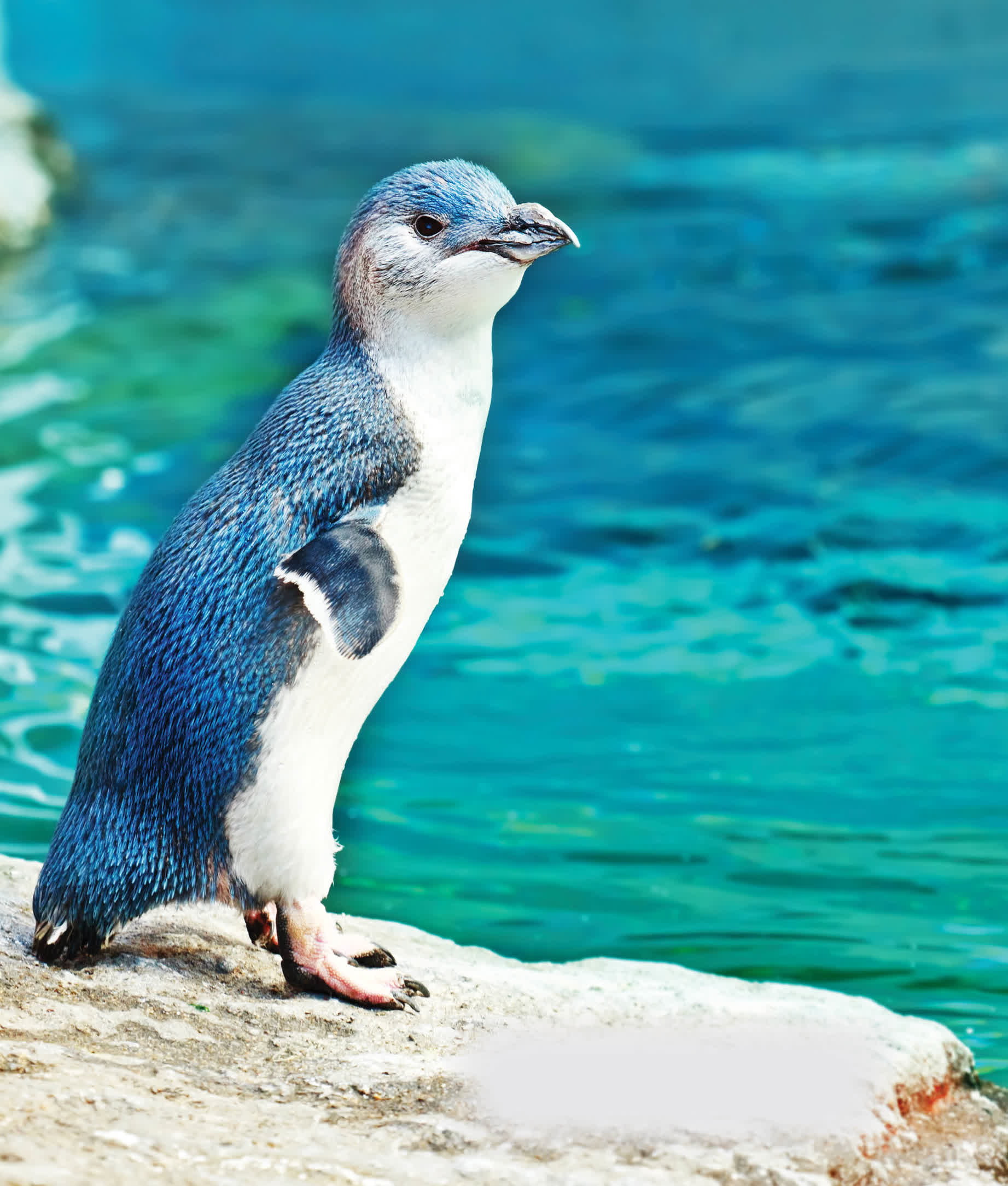 Little penguins are more blue and white than black and white Macaroni - photo 23