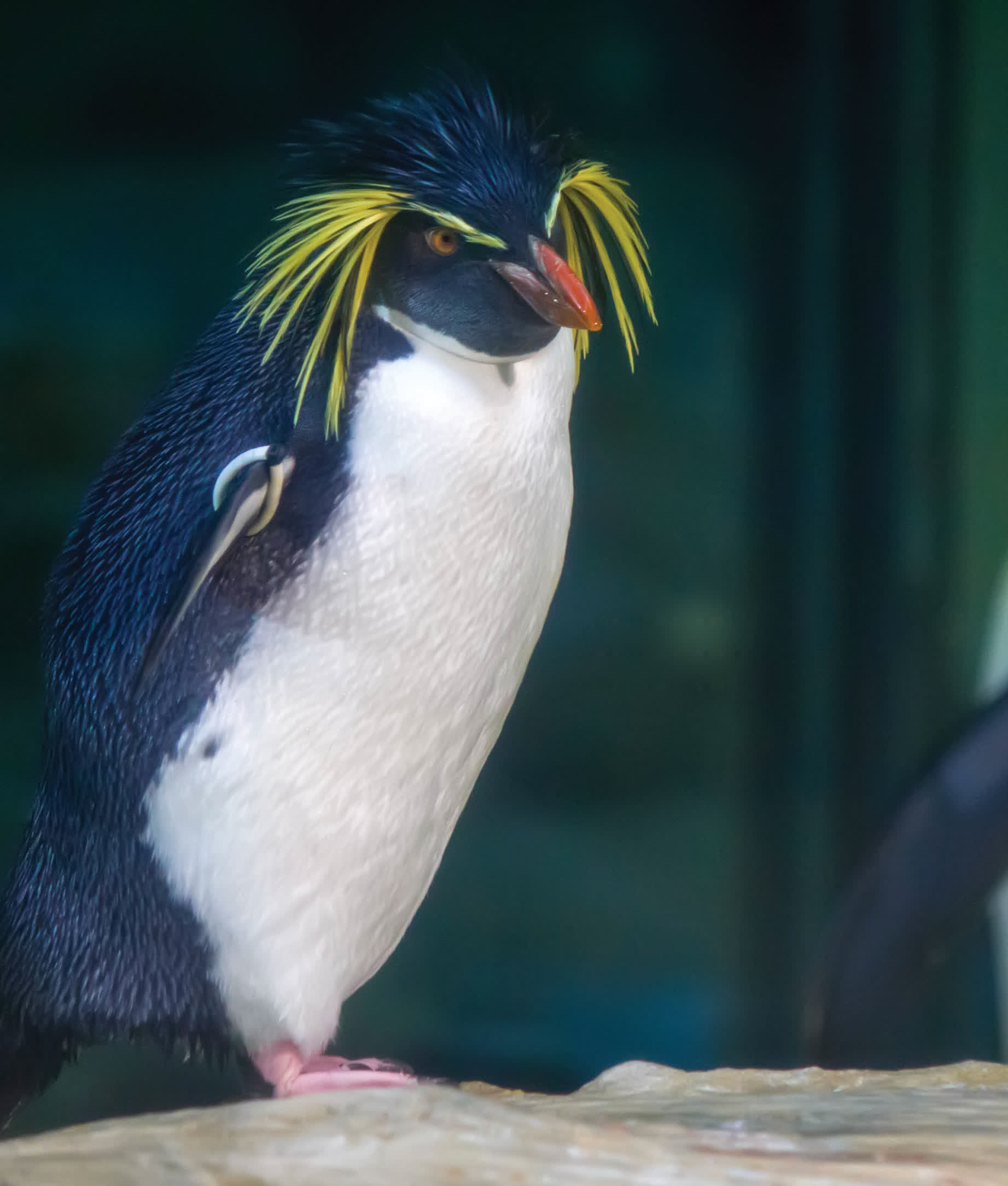 Macaroni penguins have bright yellow feather crests a red beak and red eyes - photo 24