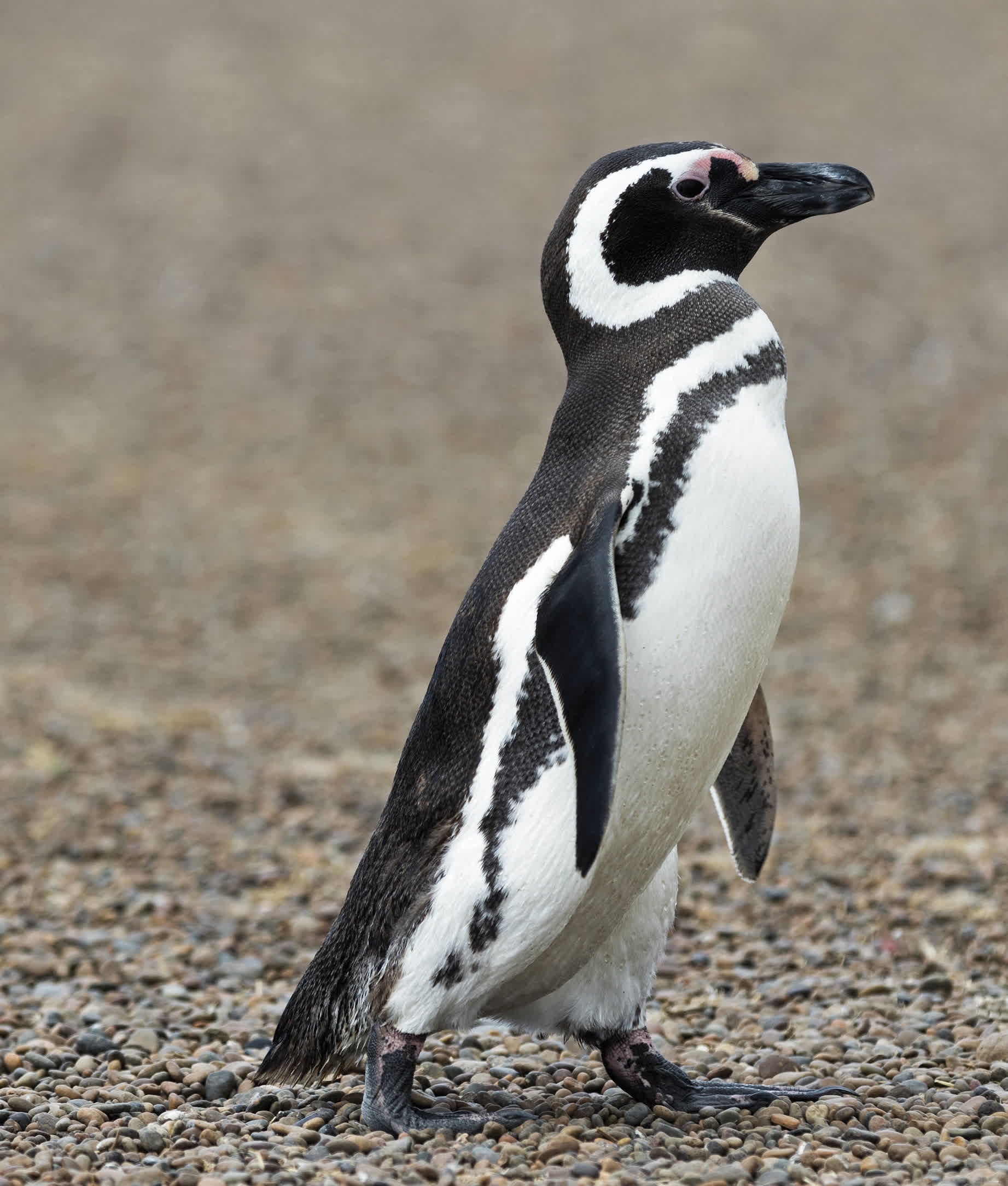 Magellanic penguins have thick wide halfcircles of white feathers from over - photo 25