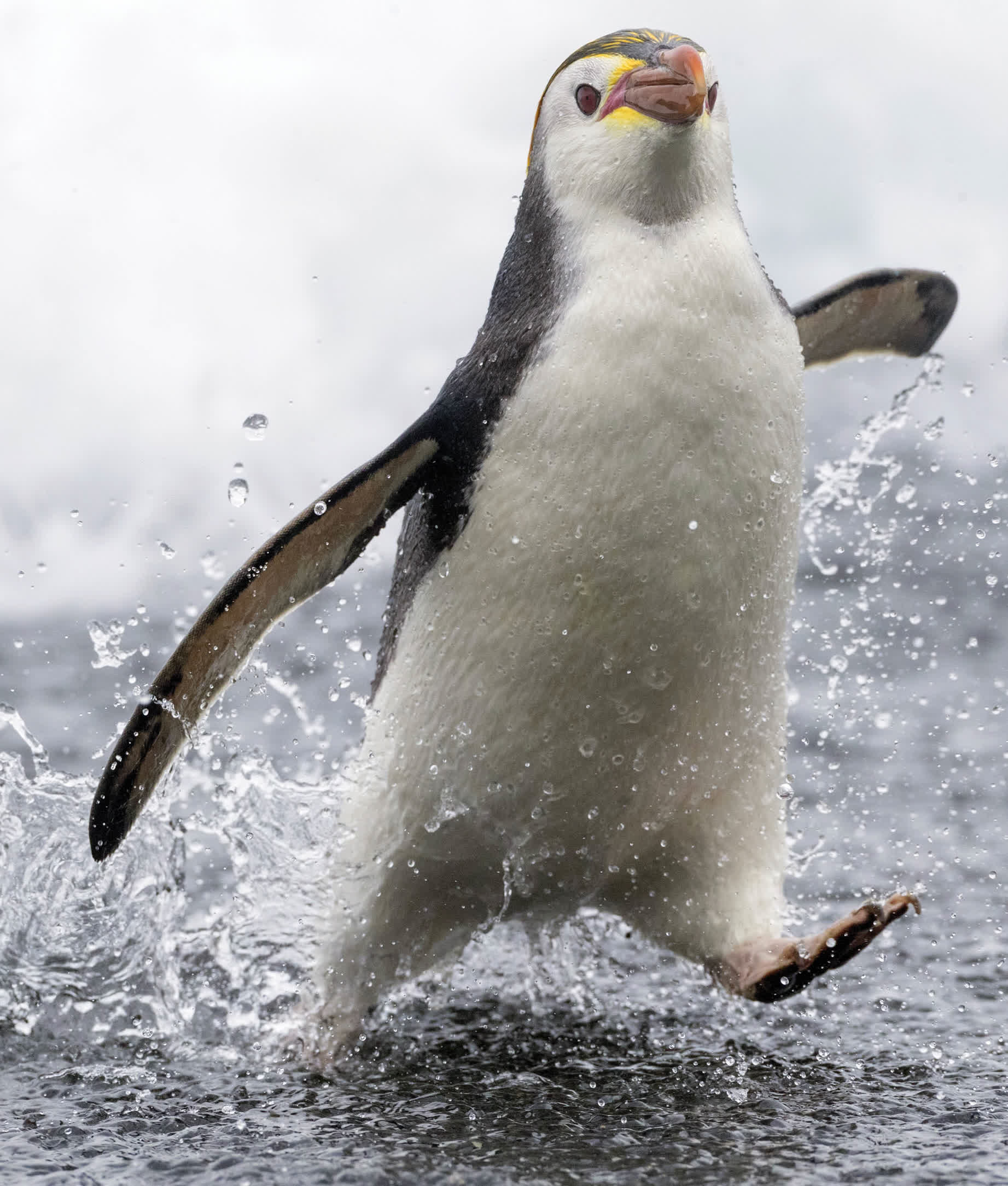 Royal penguins have gold and orange feathers on their heads and dark red eyes - photo 27