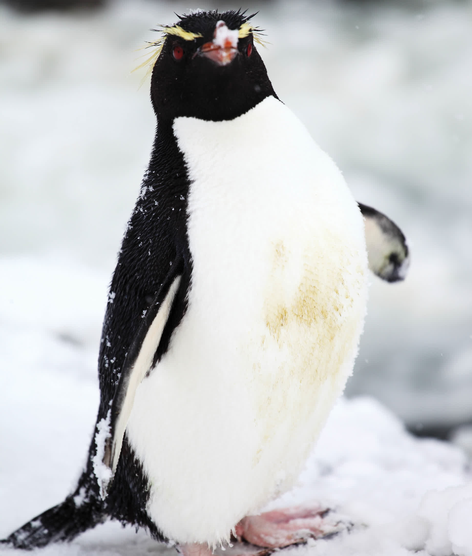 Snares penguins have yellow eyebrow feathers above their eyes Southern - photo 28