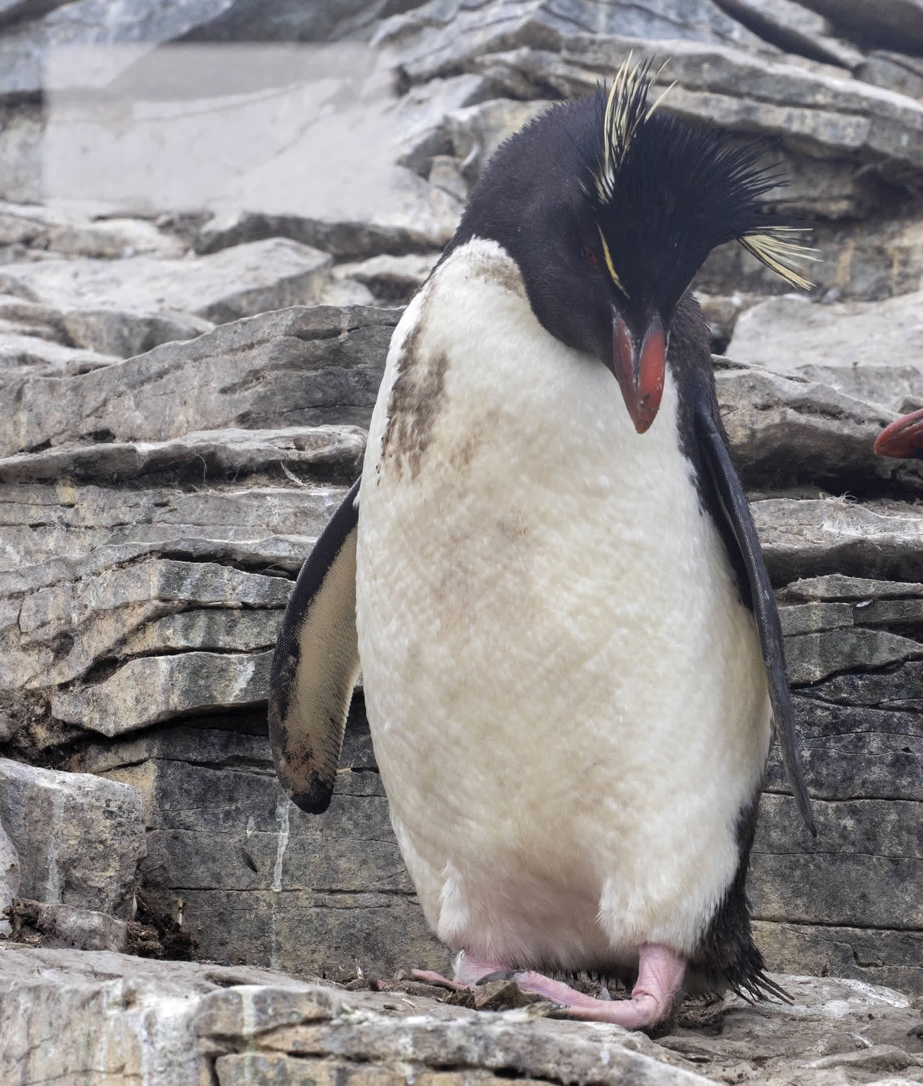 Southern rockhoppers have tufts of gold-colored crest feathers above their eyes - photo 29