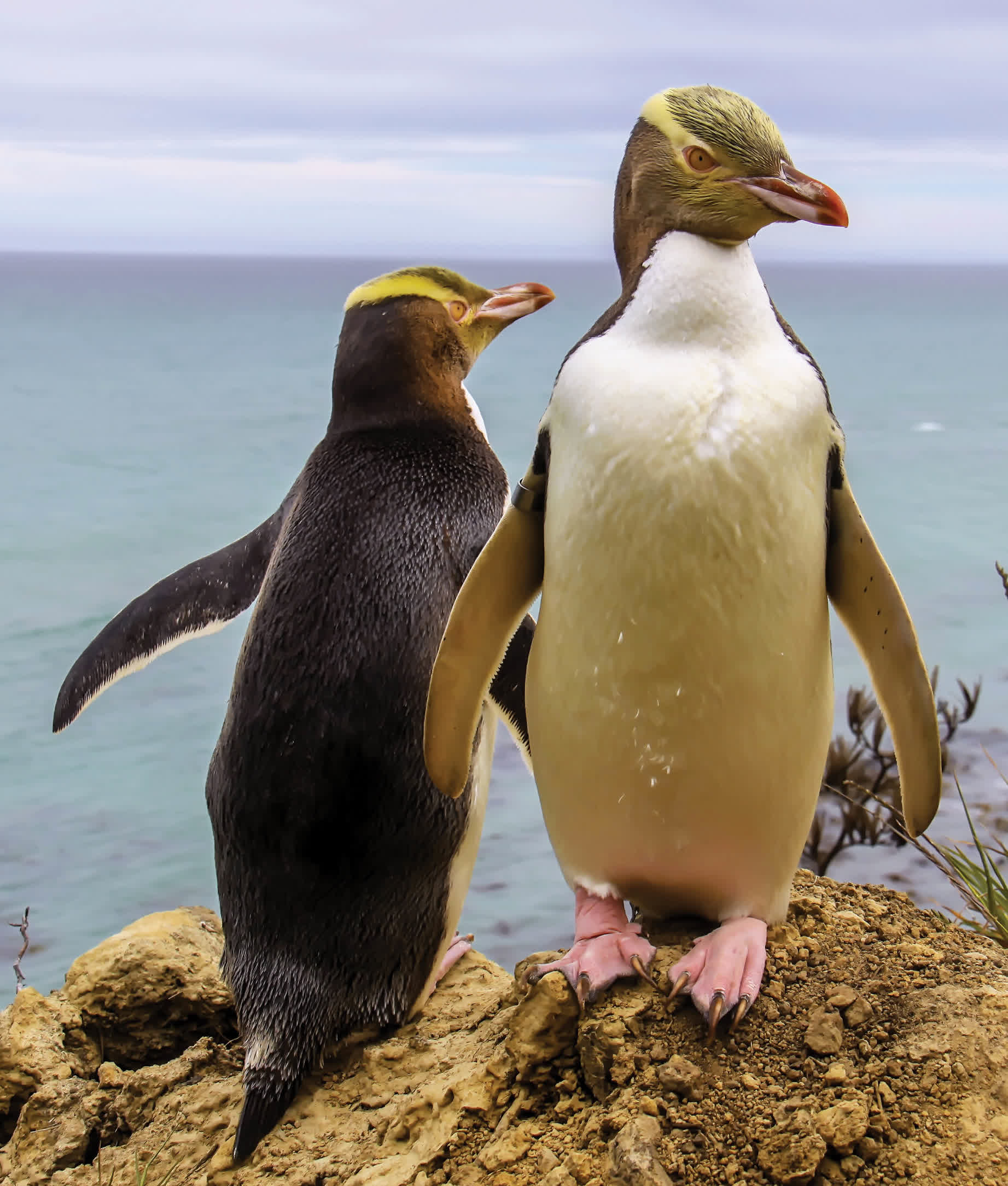 Yellow-eyed penguins really do have yellow eyes The tops of their heads are - photo 30